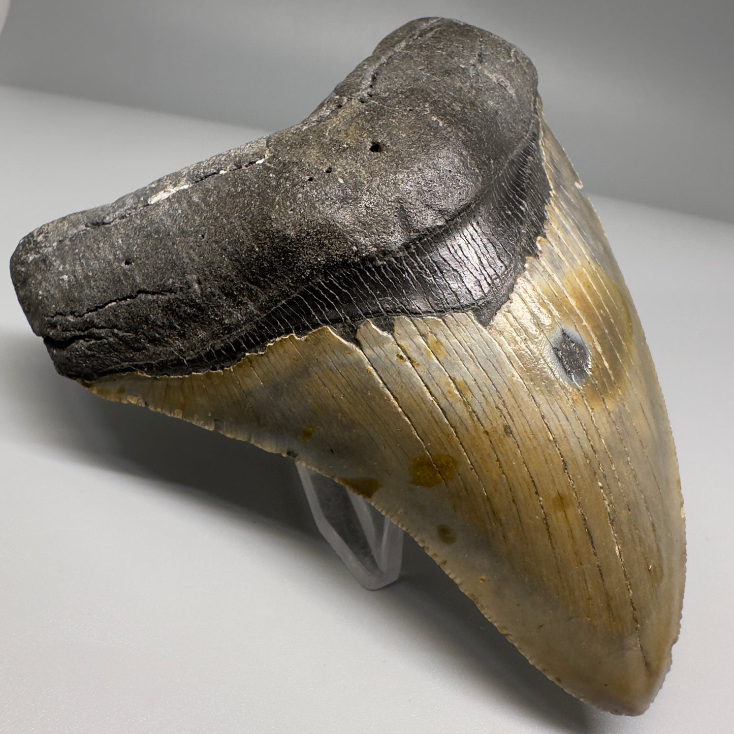 Colorful, complete 4.48" Fossil Megalodon Tooth from North Carolina