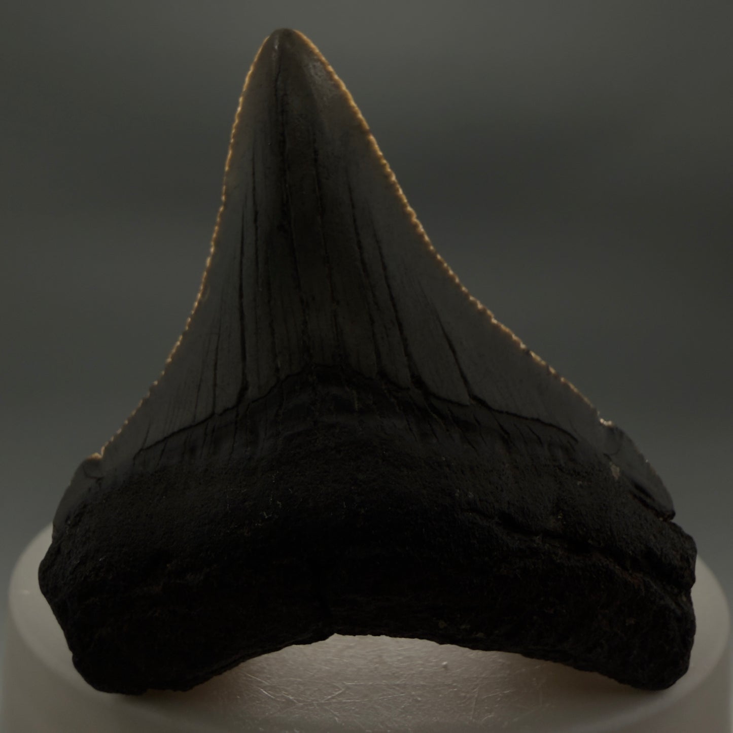 Front View Small 2.18" Fossil Megalodon Tooth – South Carolina River Find | Authentic CM6349 - 1