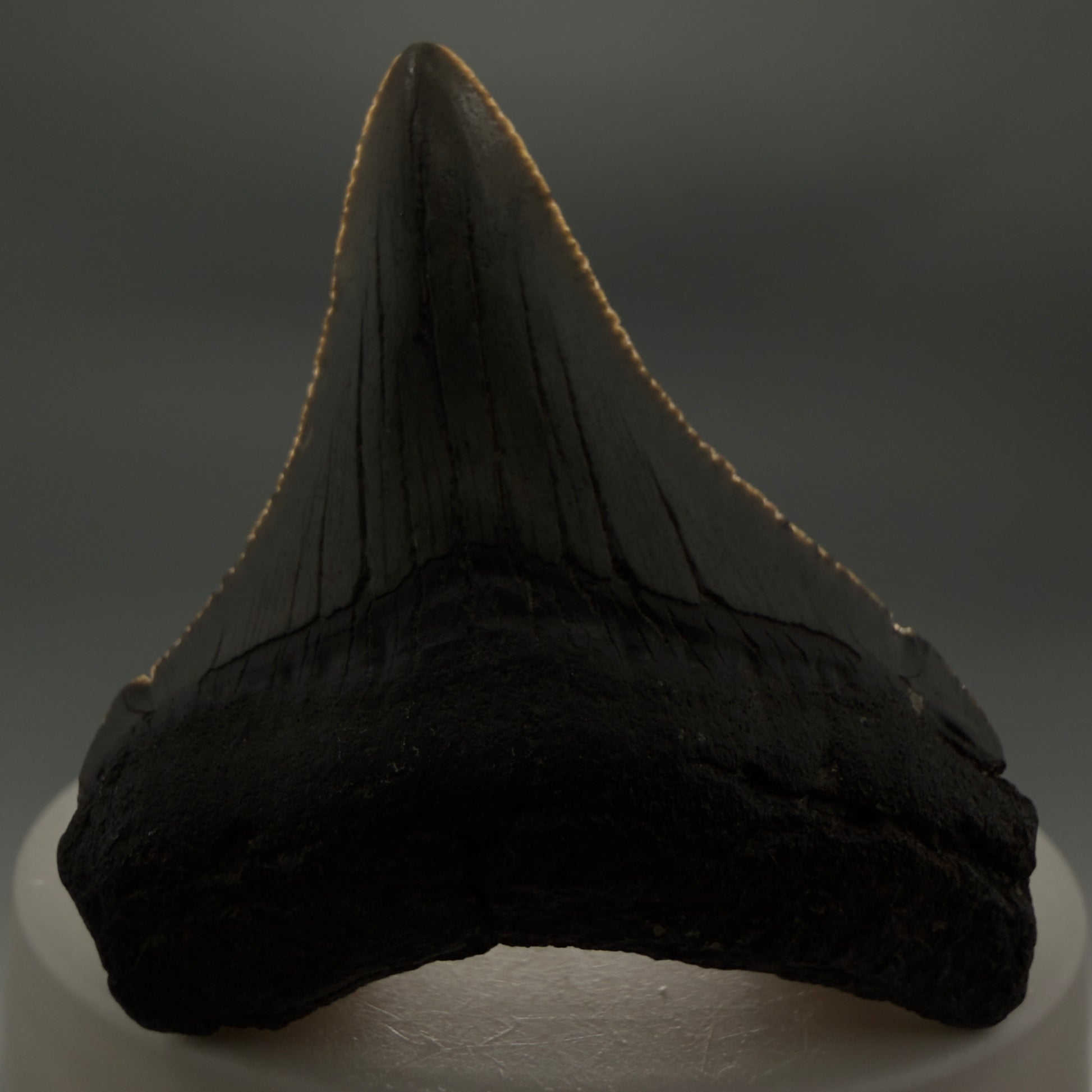 Front View Small 2.18" Fossil Megalodon Tooth – South Carolina River Find | Authentic CM6349 - 1