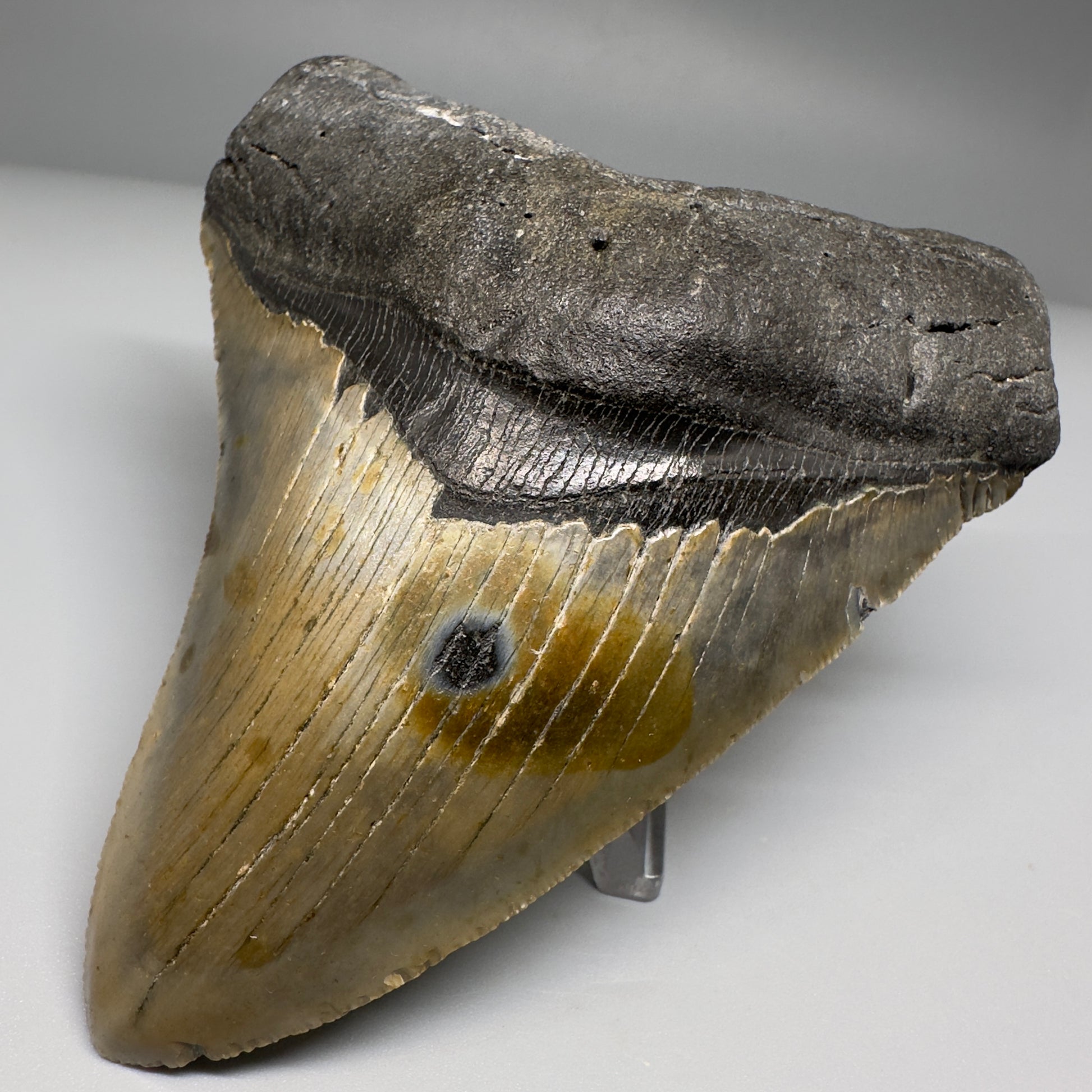 Colorful, complete 4.48" Fossil Megalodon Tooth from North Carolina CM5180 - Front Right