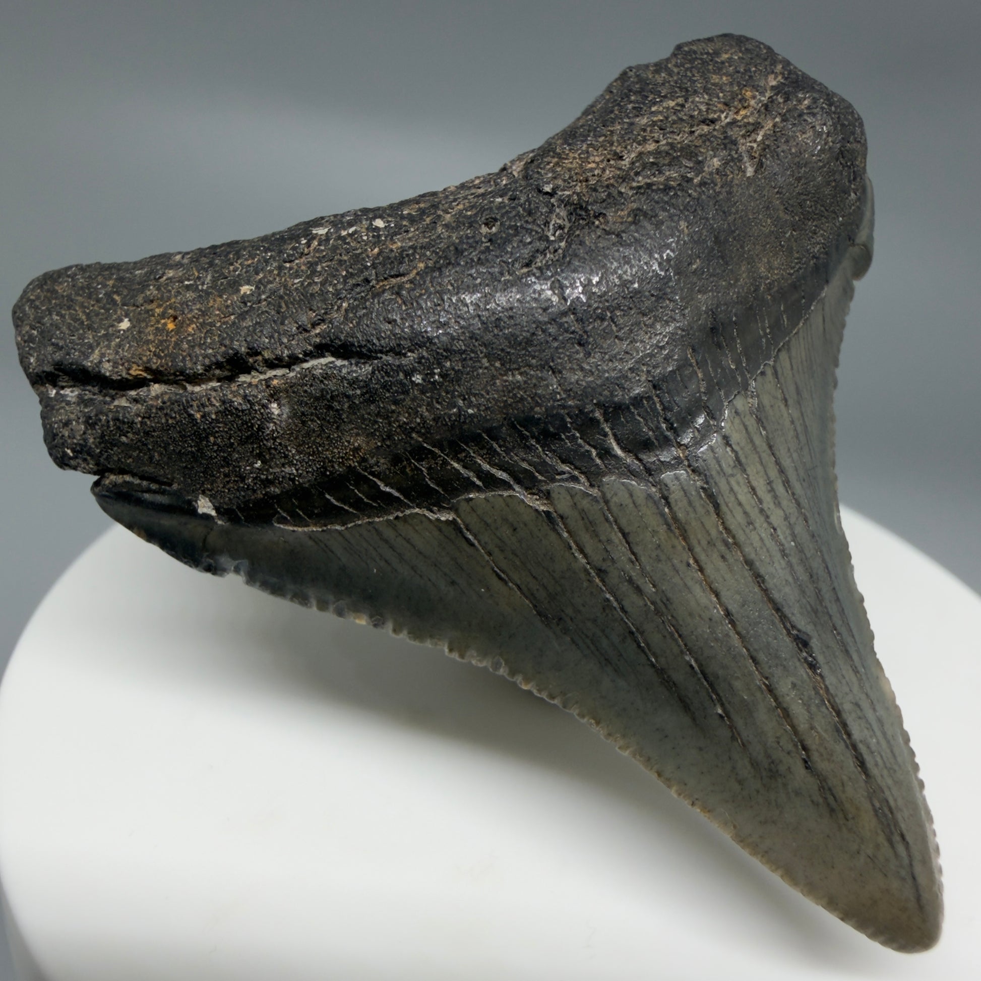 Front Left View Small 2.18" Fossil Megalodon Tooth – South Carolina River Find | Authentic CM6349