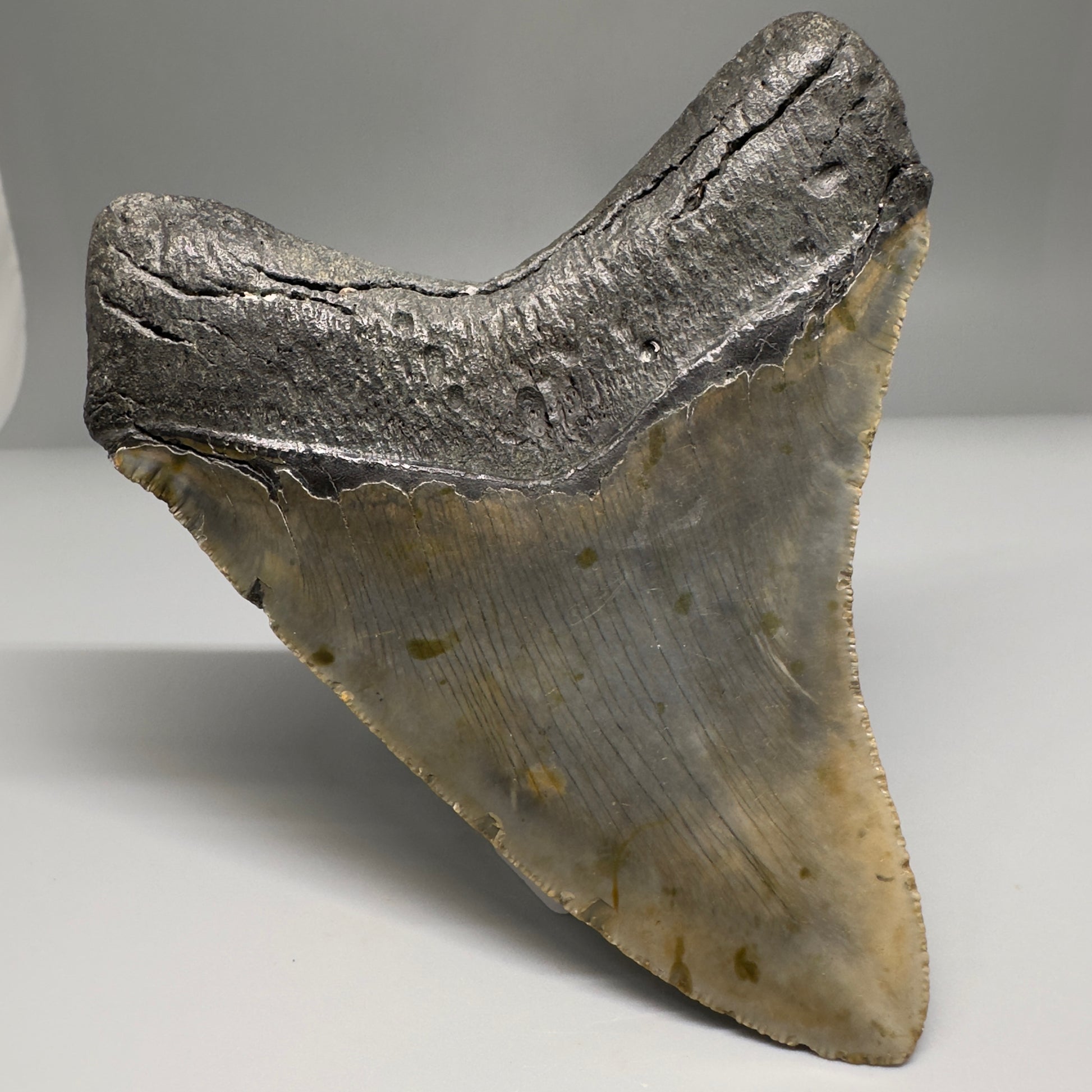Colorful, complete 4.48" Fossil Megalodon Tooth from North Carolina CM5180 - Back Left