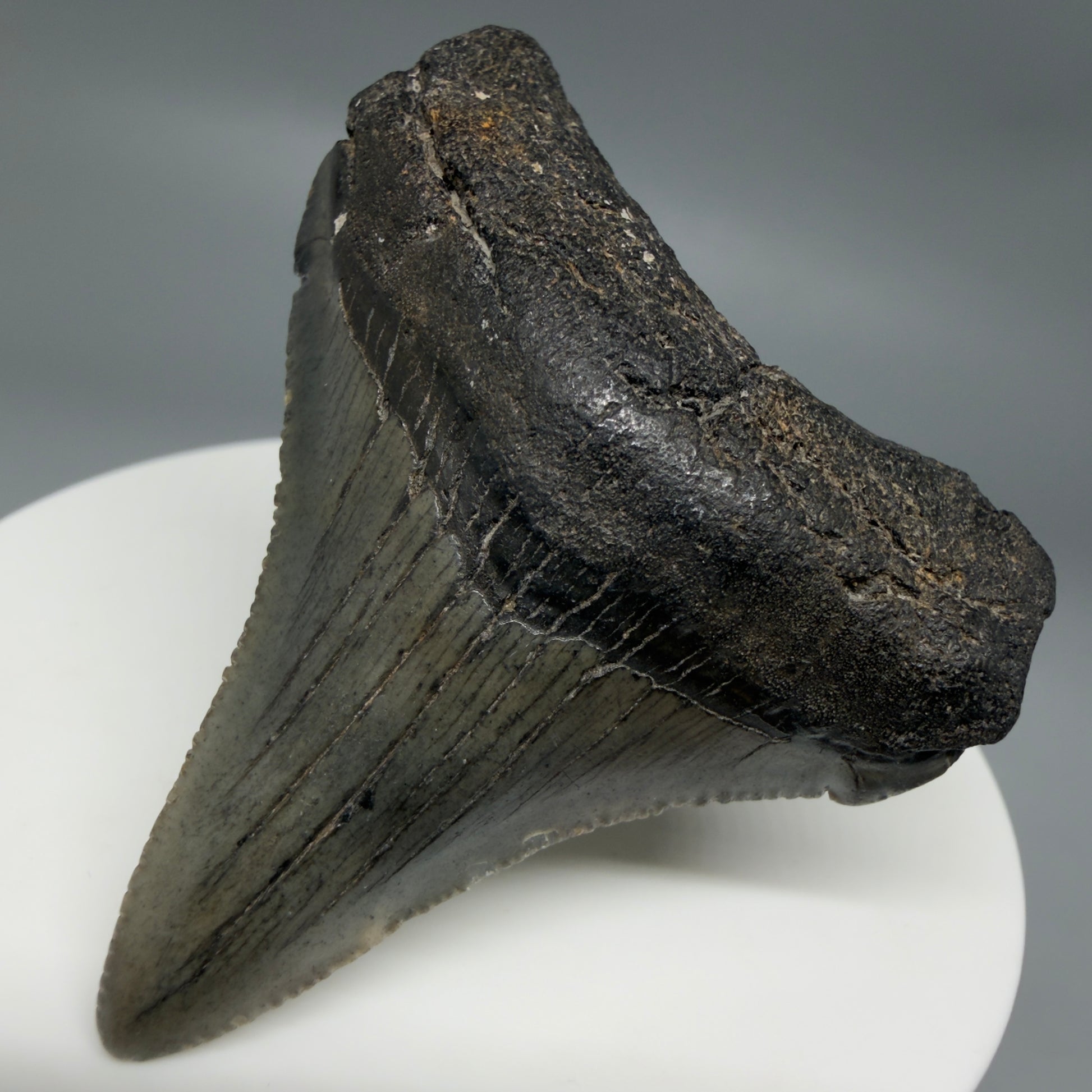Front Right View Small 2.18" Fossil Megalodon Tooth – South Carolina River Find | Authentic CM6349