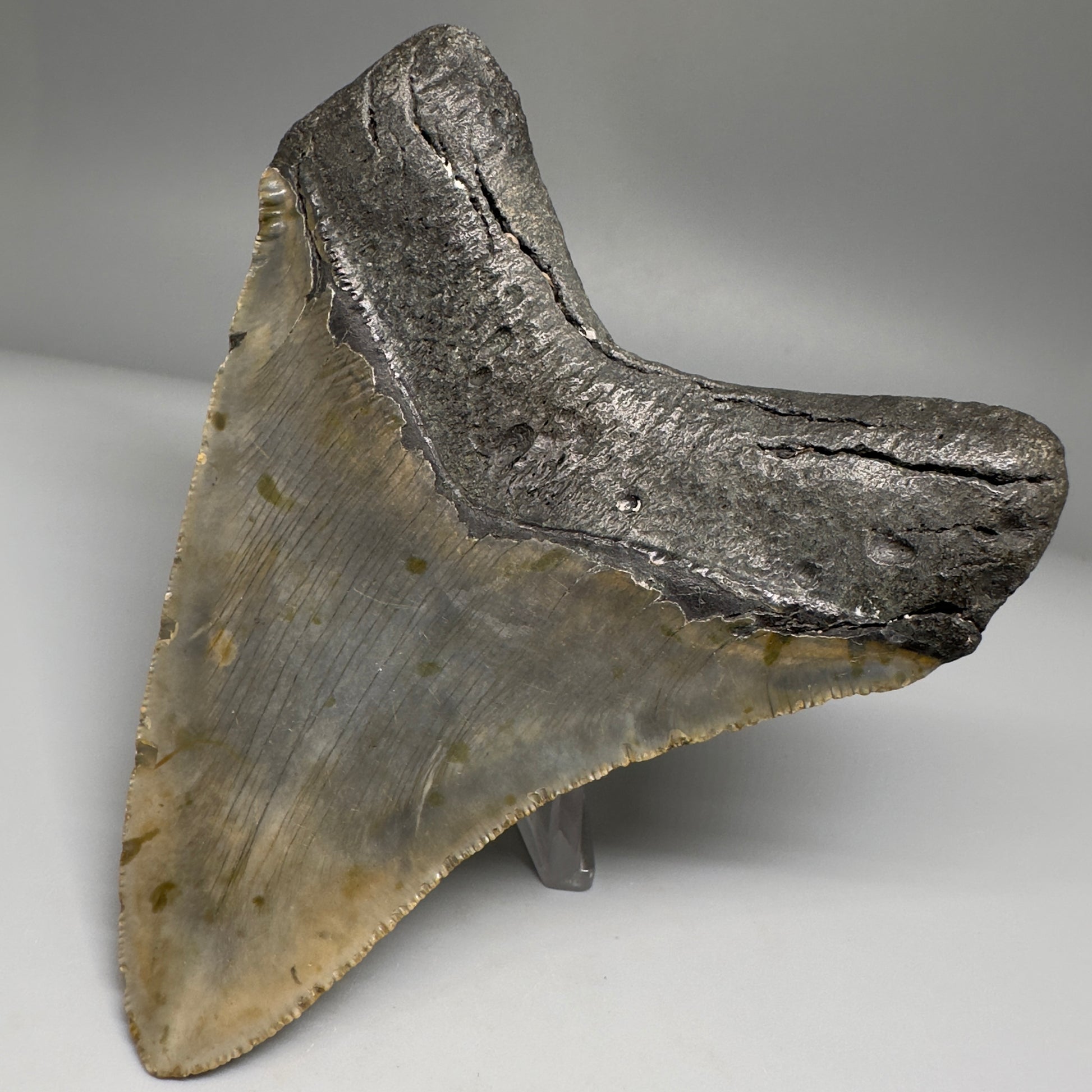 Colorful, complete 4.48" Fossil Megalodon Tooth from North Carolina CM5180 - Back Right