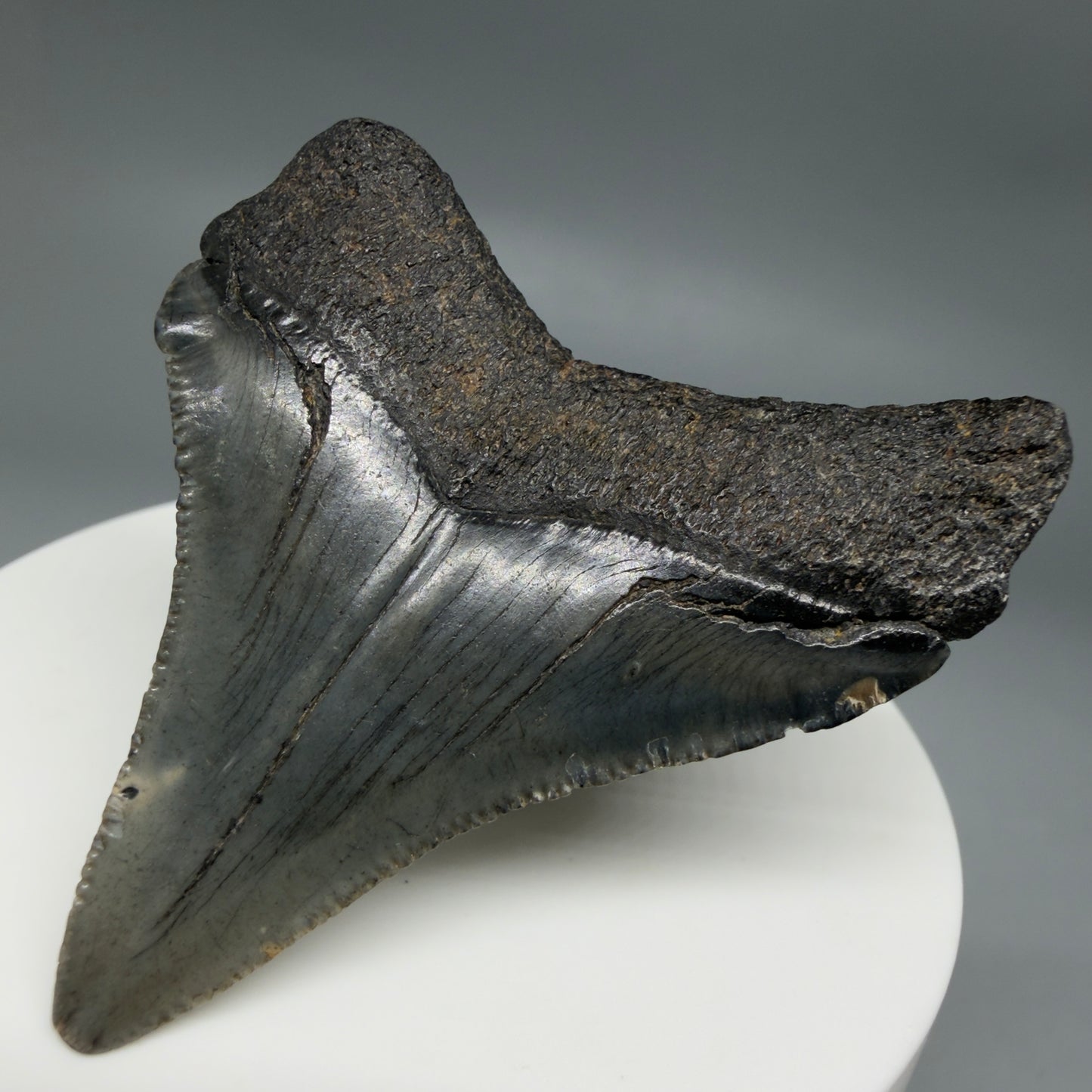 Back Right View Small 2.18" Fossil Megalodon Tooth – South Carolina River Find | Authentic CM6349