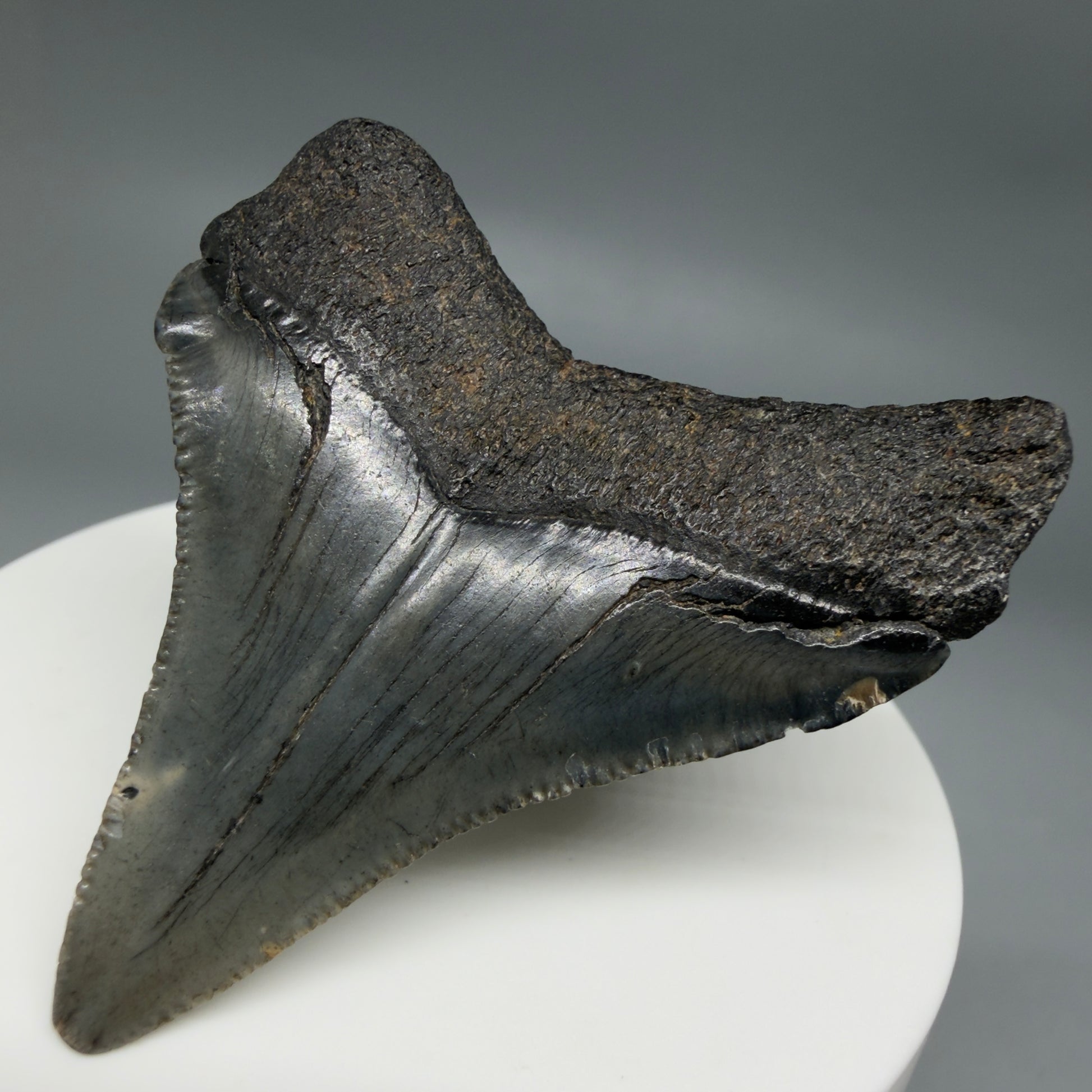 Back Right View Small 2.18" Fossil Megalodon Tooth – South Carolina River Find | Authentic CM6349