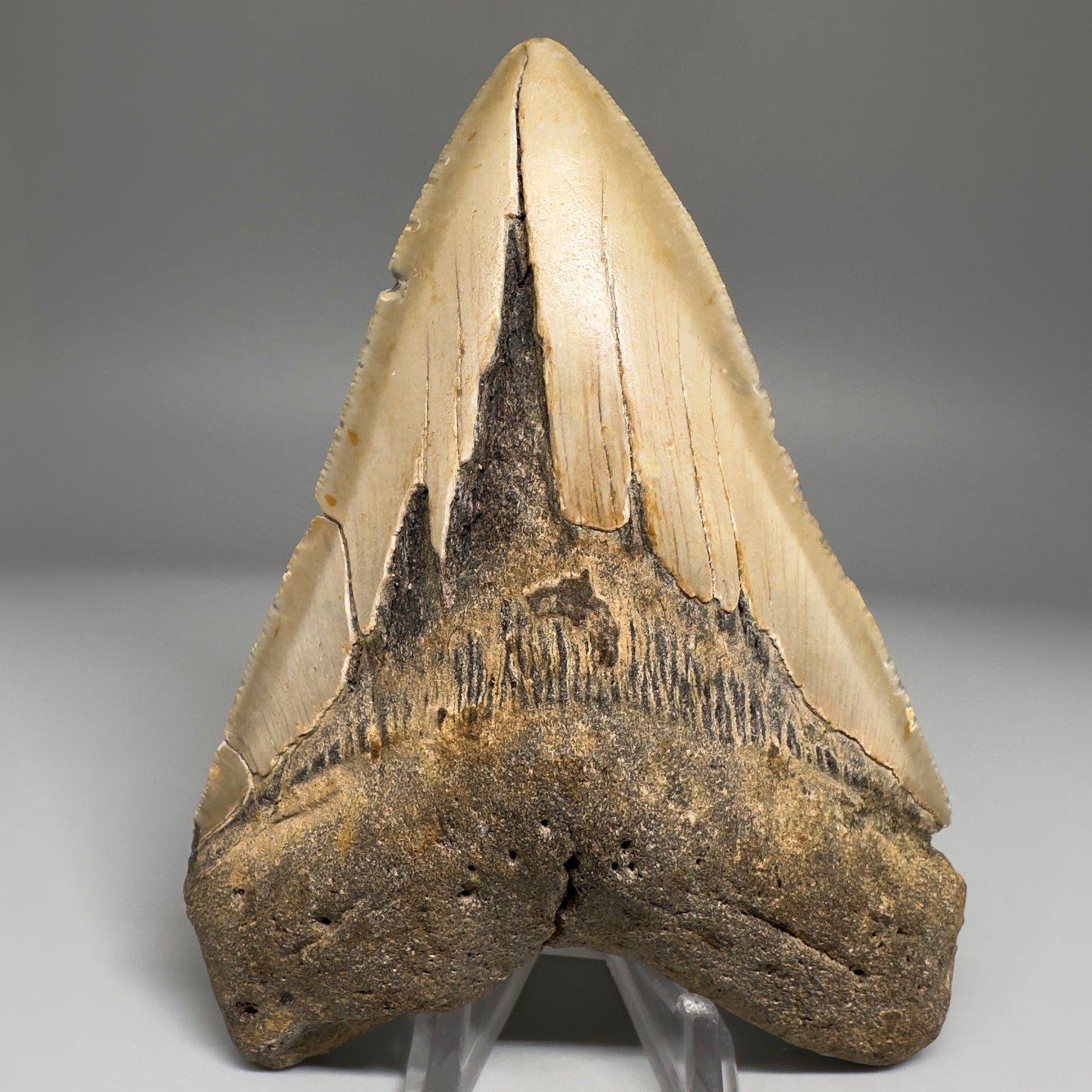 Colorful, complete 4.84" Fossil Megalodon Tooth from North Carolina CM5174 - Front