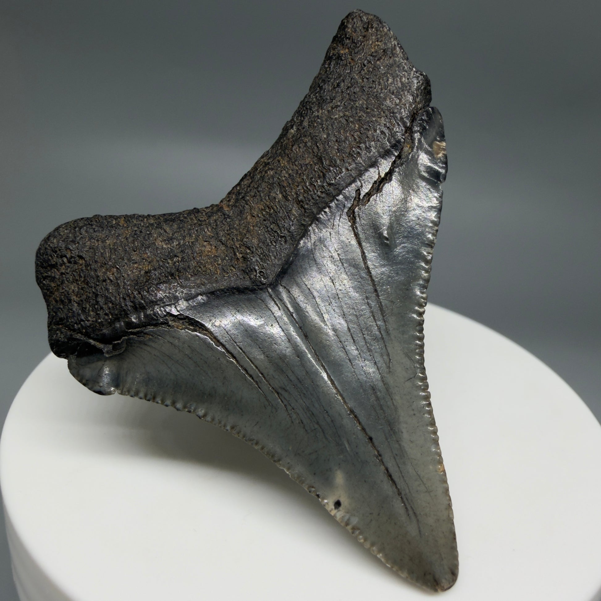 Back Left View Small 2.18" Fossil Megalodon Tooth – South Carolina River Find | Authentic CM6349