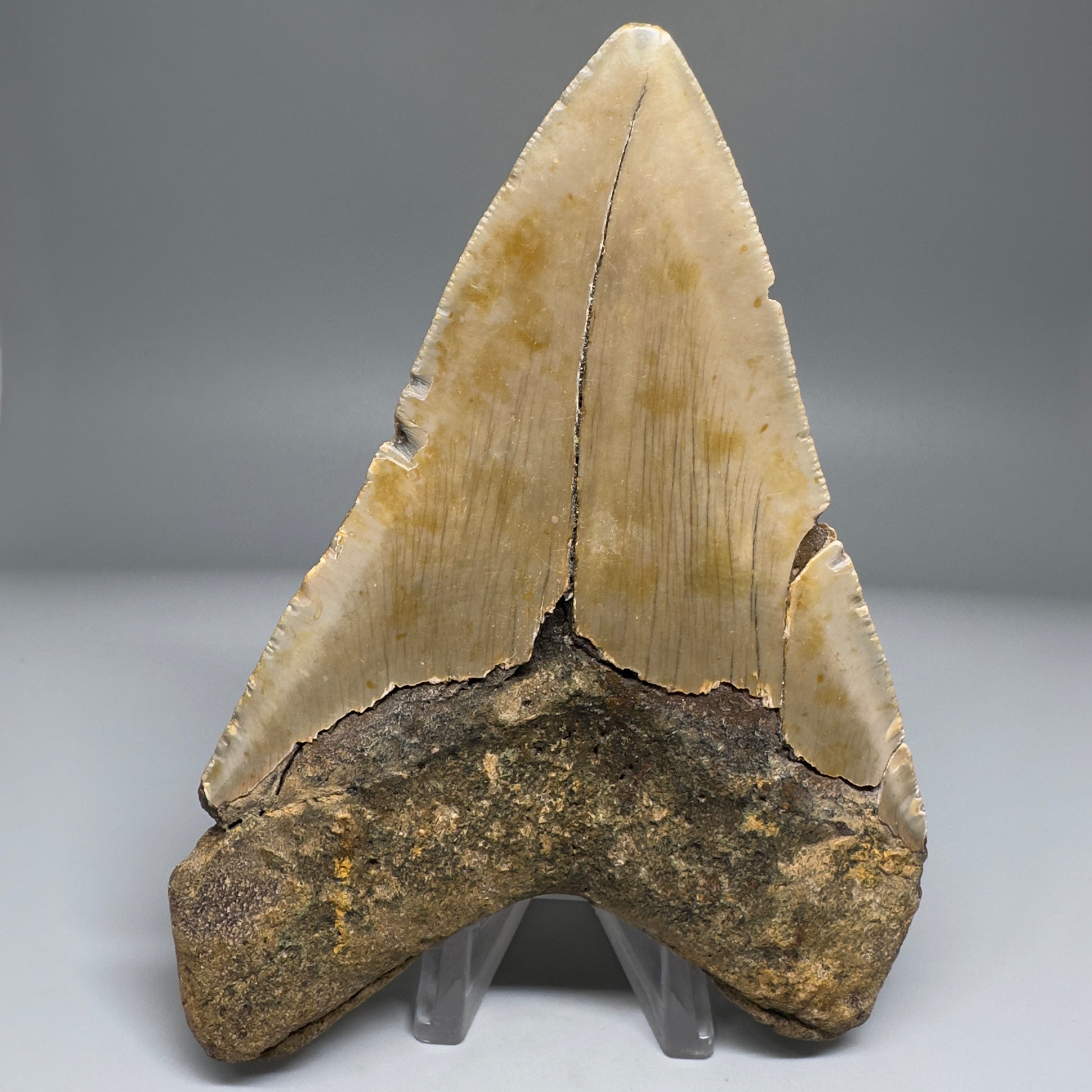 Colorful, complete 4.84" Fossil Megalodon Tooth from North Carolina CM5174 - Back