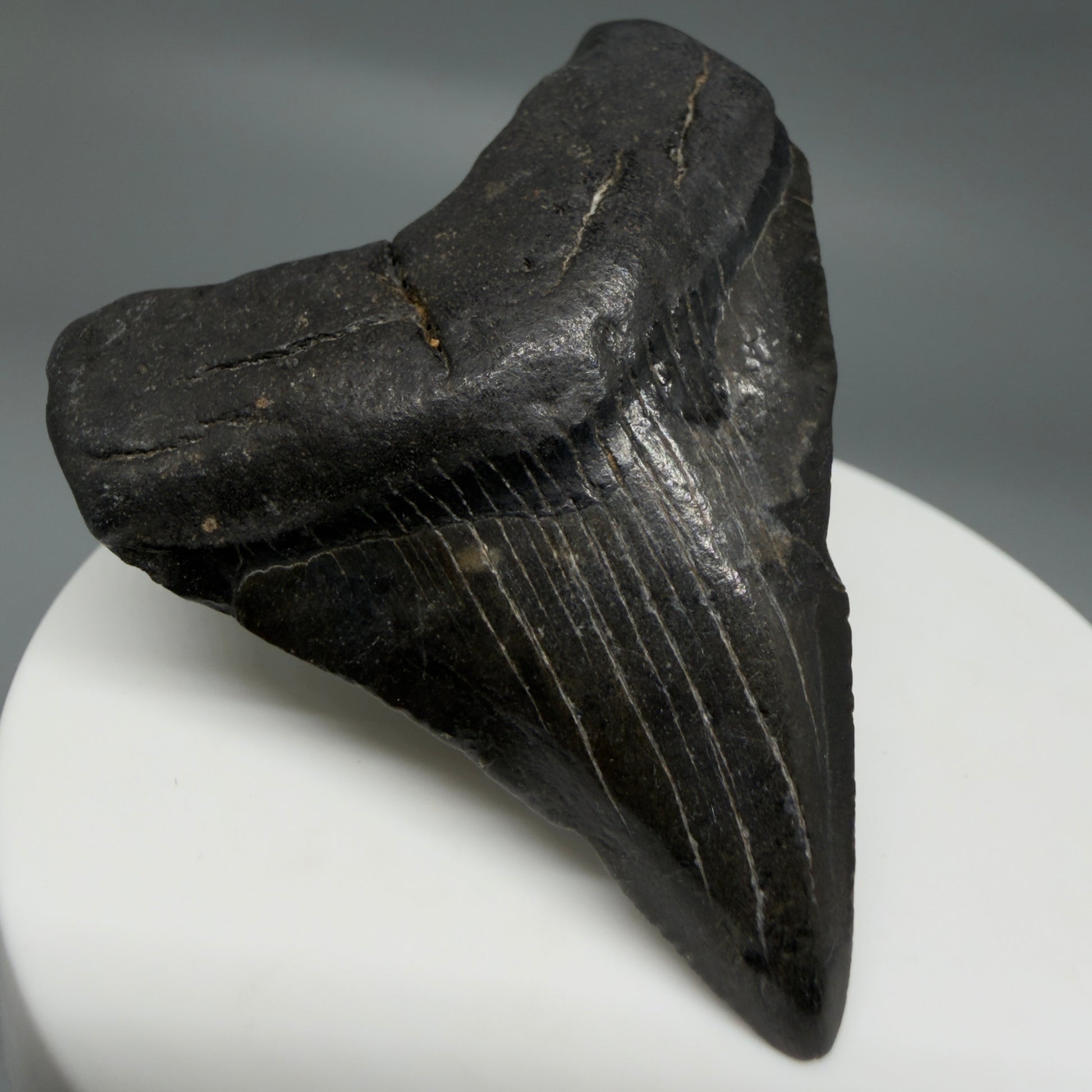 Front Left View 2.20" Colorful Fossil Megalodon Tooth – South Carolina River Find | Authentic CM6348