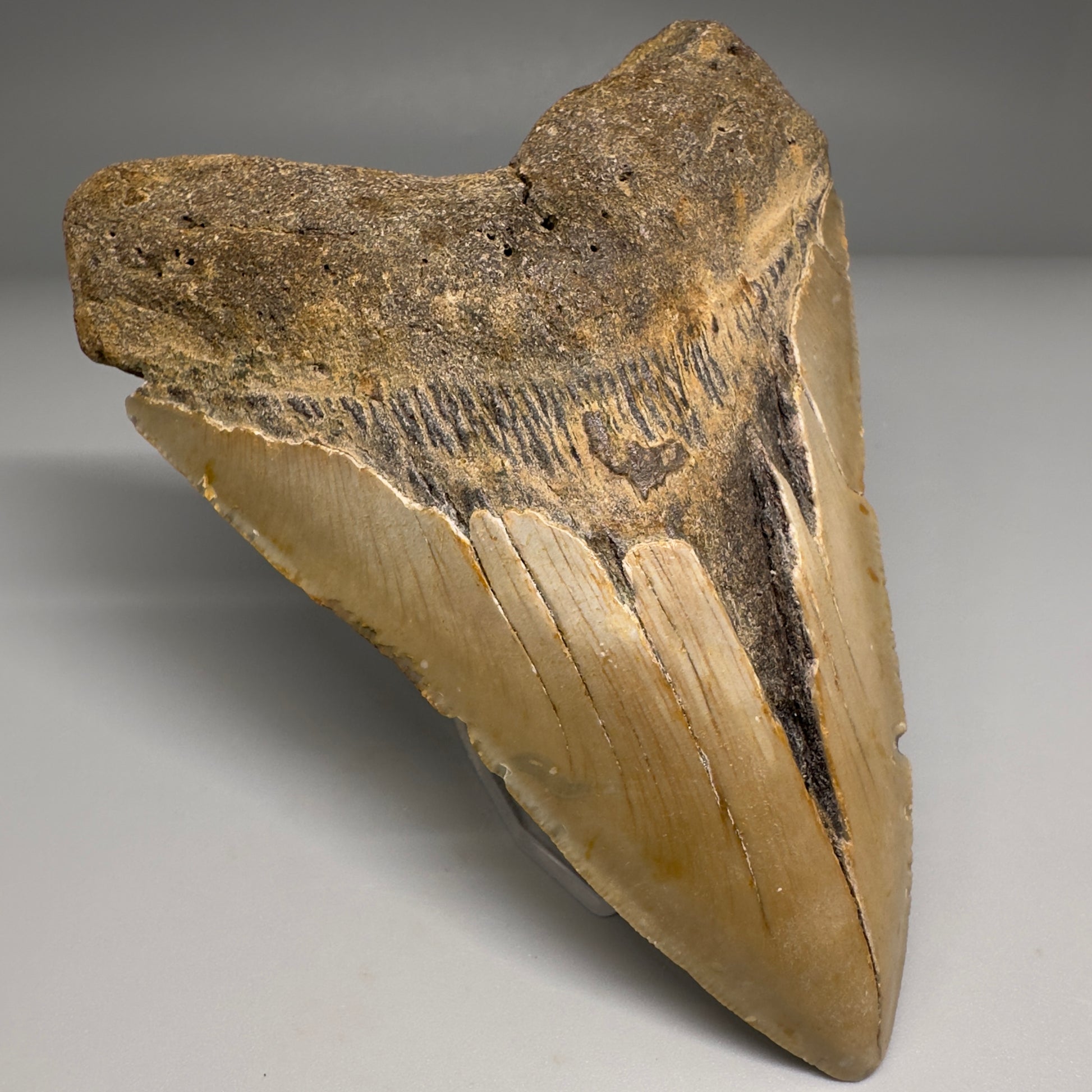 Colorful, complete 4.84" Fossil Megalodon Tooth from North Carolina CM5174 - Front Left