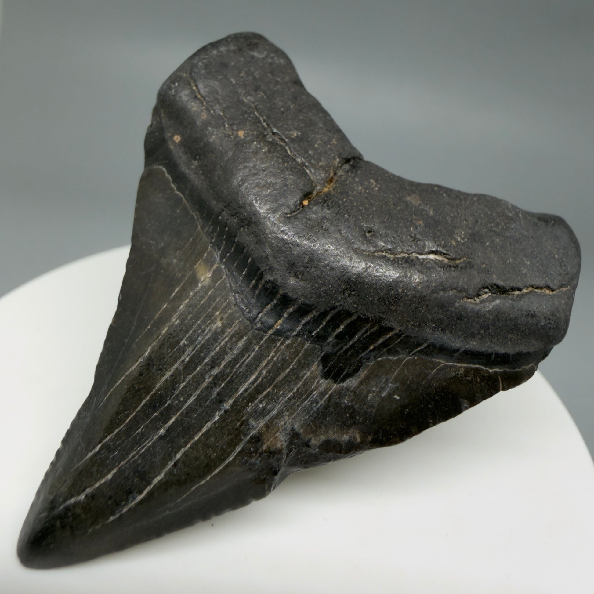 Front Right View 2.20" Colorful Fossil Megalodon Tooth – South Carolina River Find | Authentic CM6348