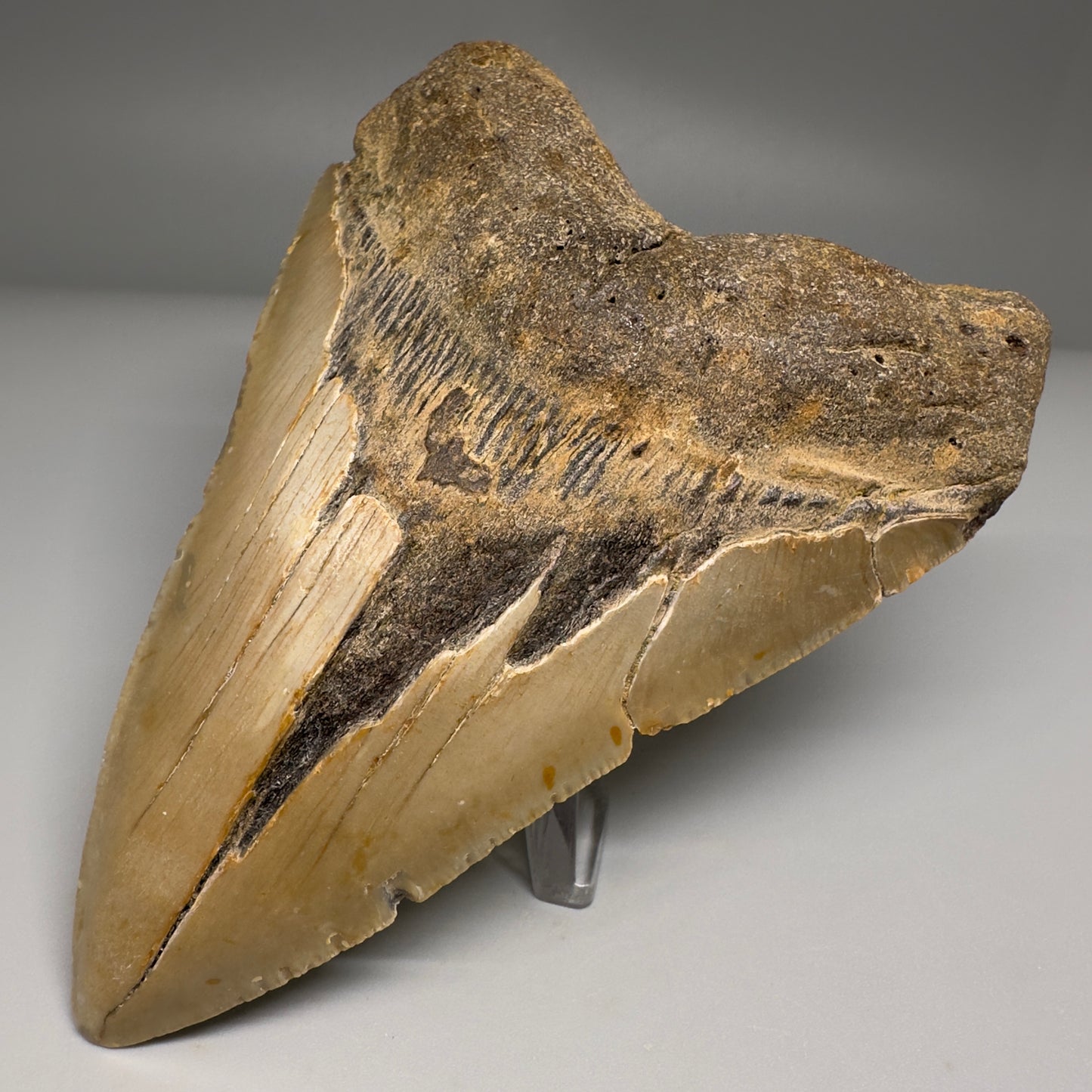 Colorful, complete 4.84" Fossil Megalodon Tooth from North Carolina CM5174 - Front Right
