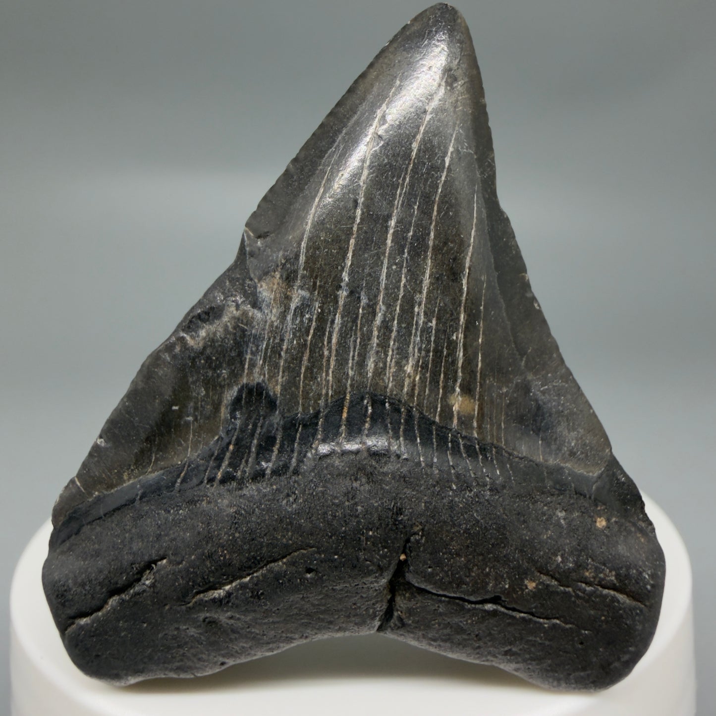 Front View 2.20" Colorful Fossil Megalodon Tooth – South Carolina River Find | Authentic CM6348 - 1