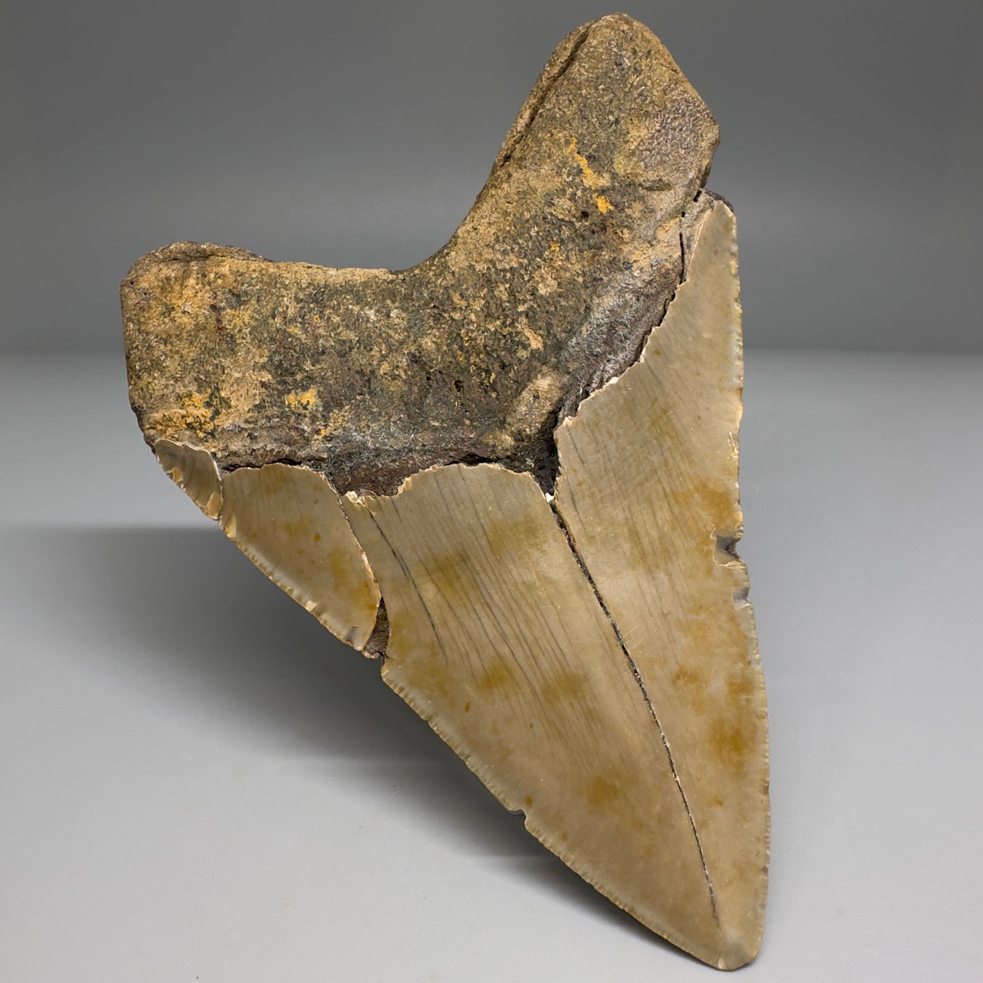 Colorful, complete 4.84" Fossil Megalodon Tooth from North Carolina CM5174 - Back Left