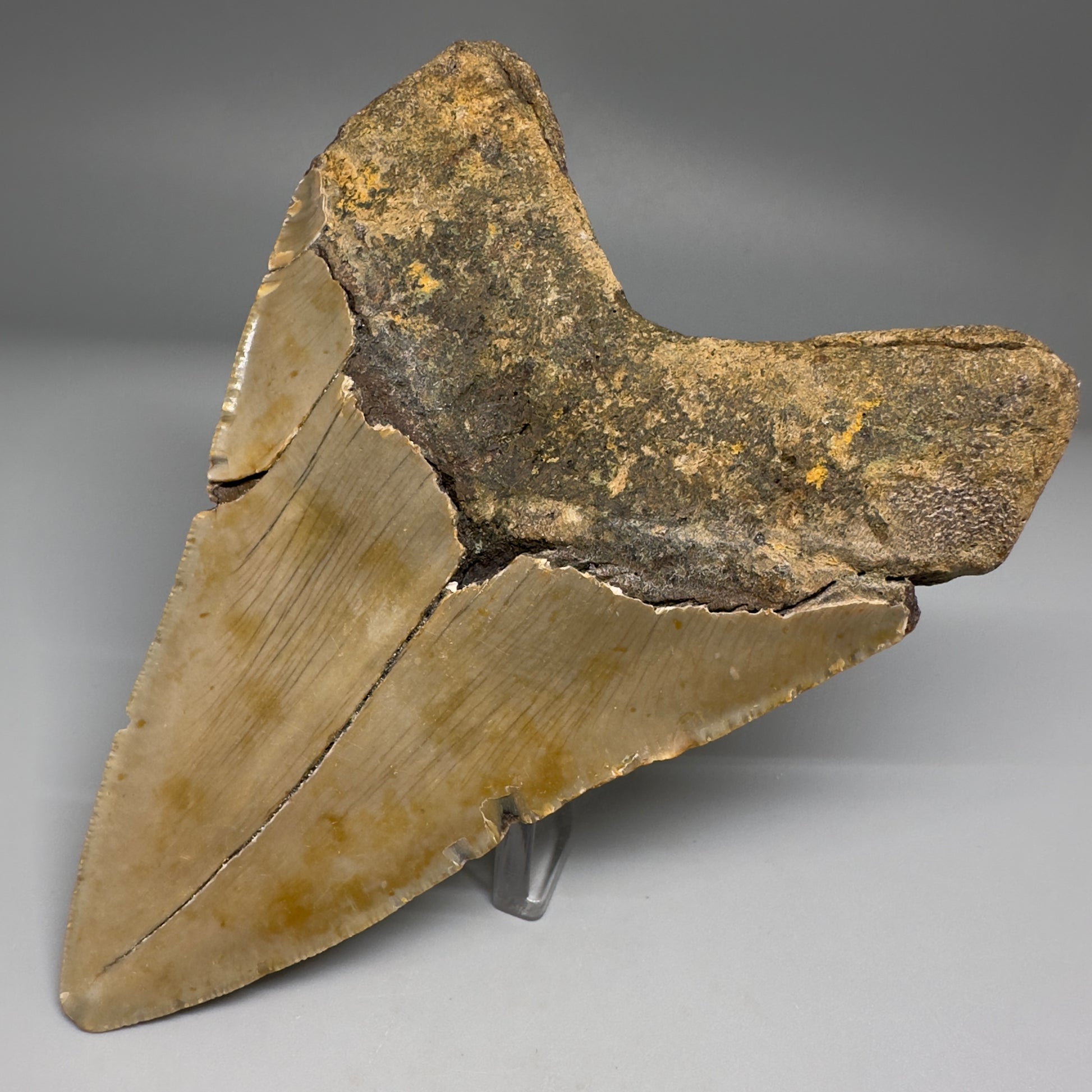 Colorful, complete 4.84" Fossil Megalodon Tooth from North Carolina CM5174 - Back Right