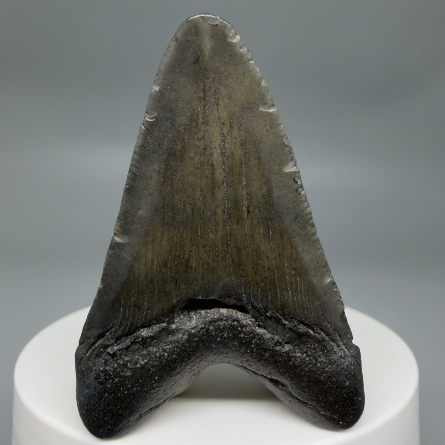Back View Beautiful 2.09"  Fossil Megalodon Tooth – South Carolina River Find | Authentic CM6347