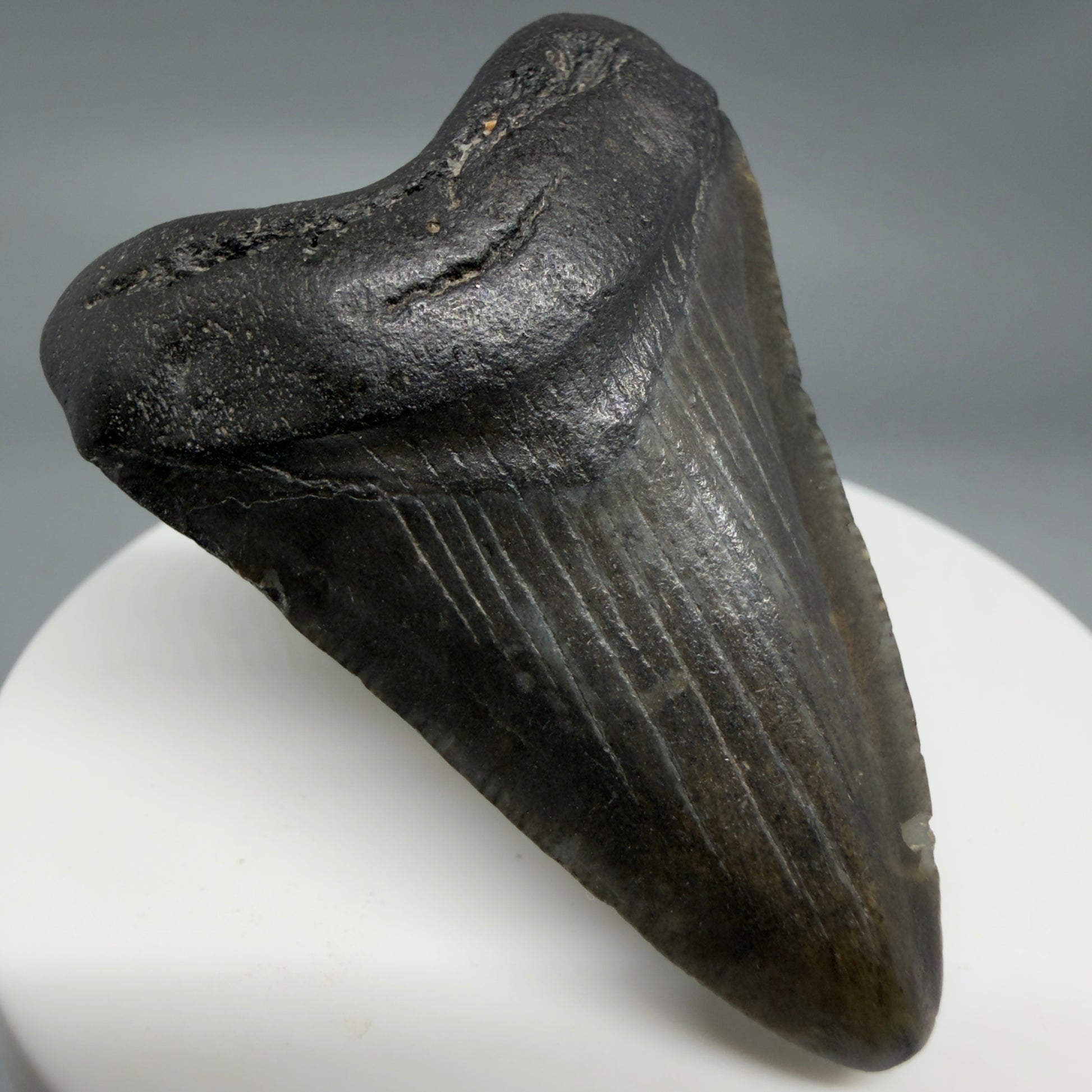 Front Left View Beautiful 2.09"  Fossil Megalodon Tooth – South Carolina River Find | Authentic CM6347