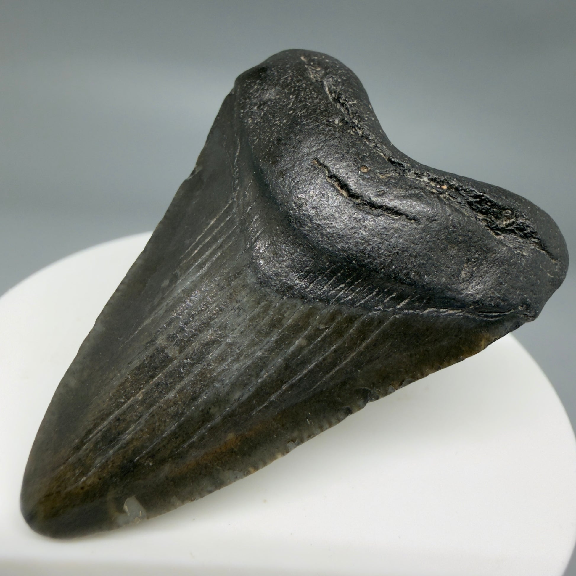 Front Right View Beautiful 2.09"  Fossil Megalodon Tooth – South Carolina River Find | Authentic CM6347