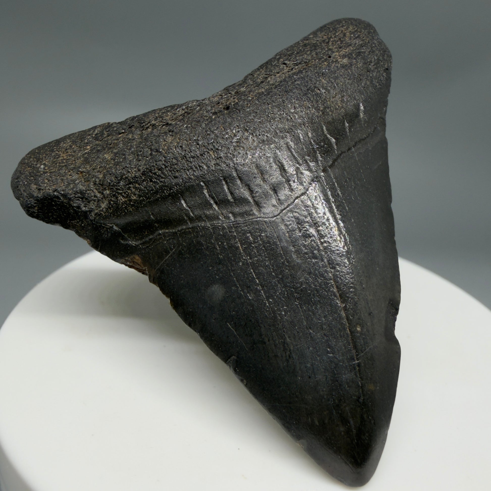 Front Left View 2.16" Colorful Fossil Megalodon Tooth – South Carolina River Find | Authentic CM6346