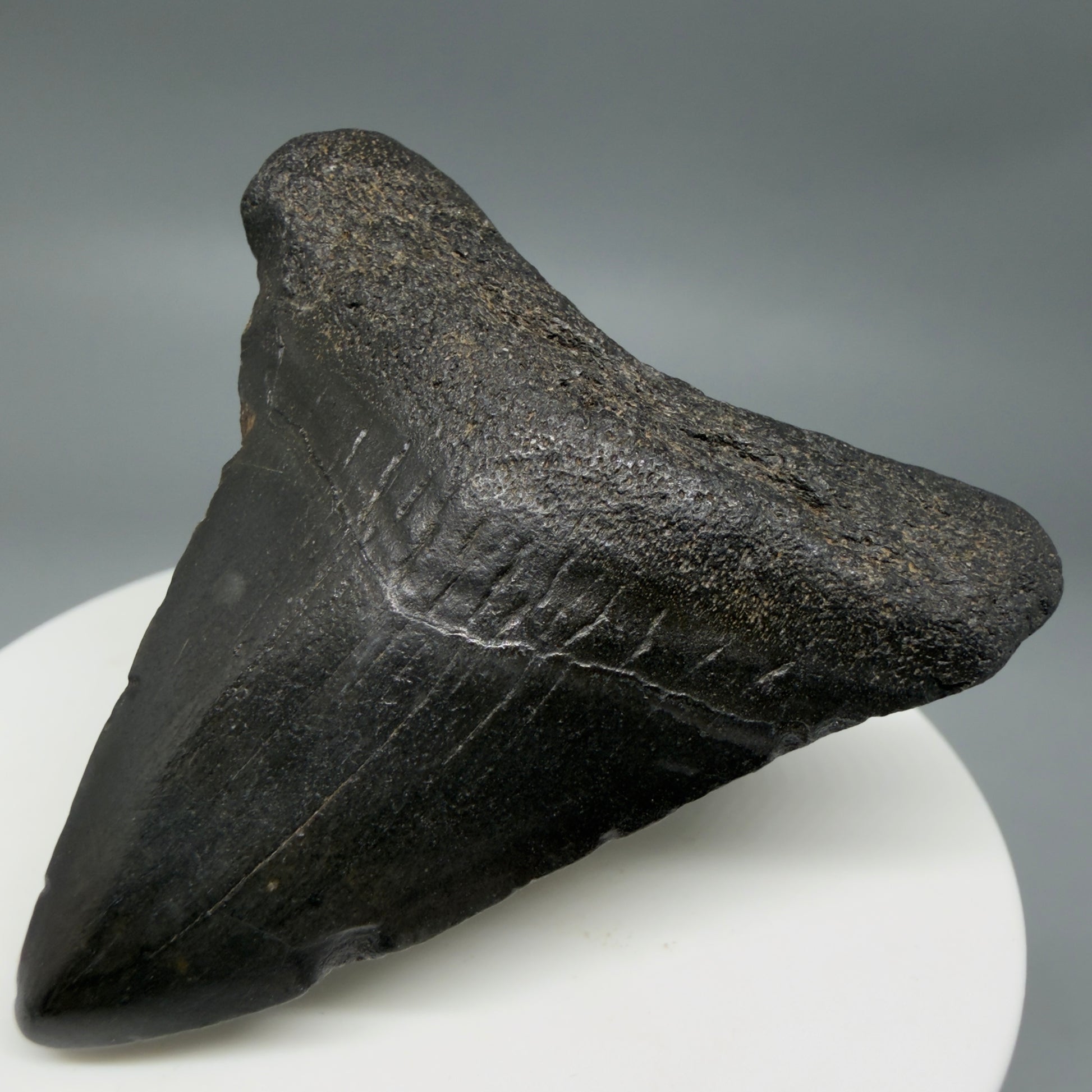 Front Right View 2.16" Colorful Fossil Megalodon Tooth – South Carolina River Find | Authentic CM6346