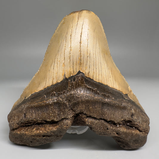 Affordable 4.45" Fossil Megalodon Tooth from North Carolina CM5171 - Front