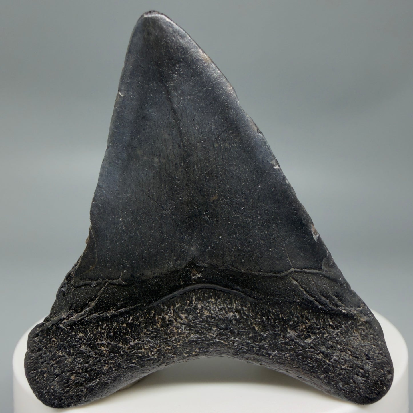 Back View 2.16" Colorful Fossil Megalodon Tooth – South Carolina River Find | Authentic CM6346