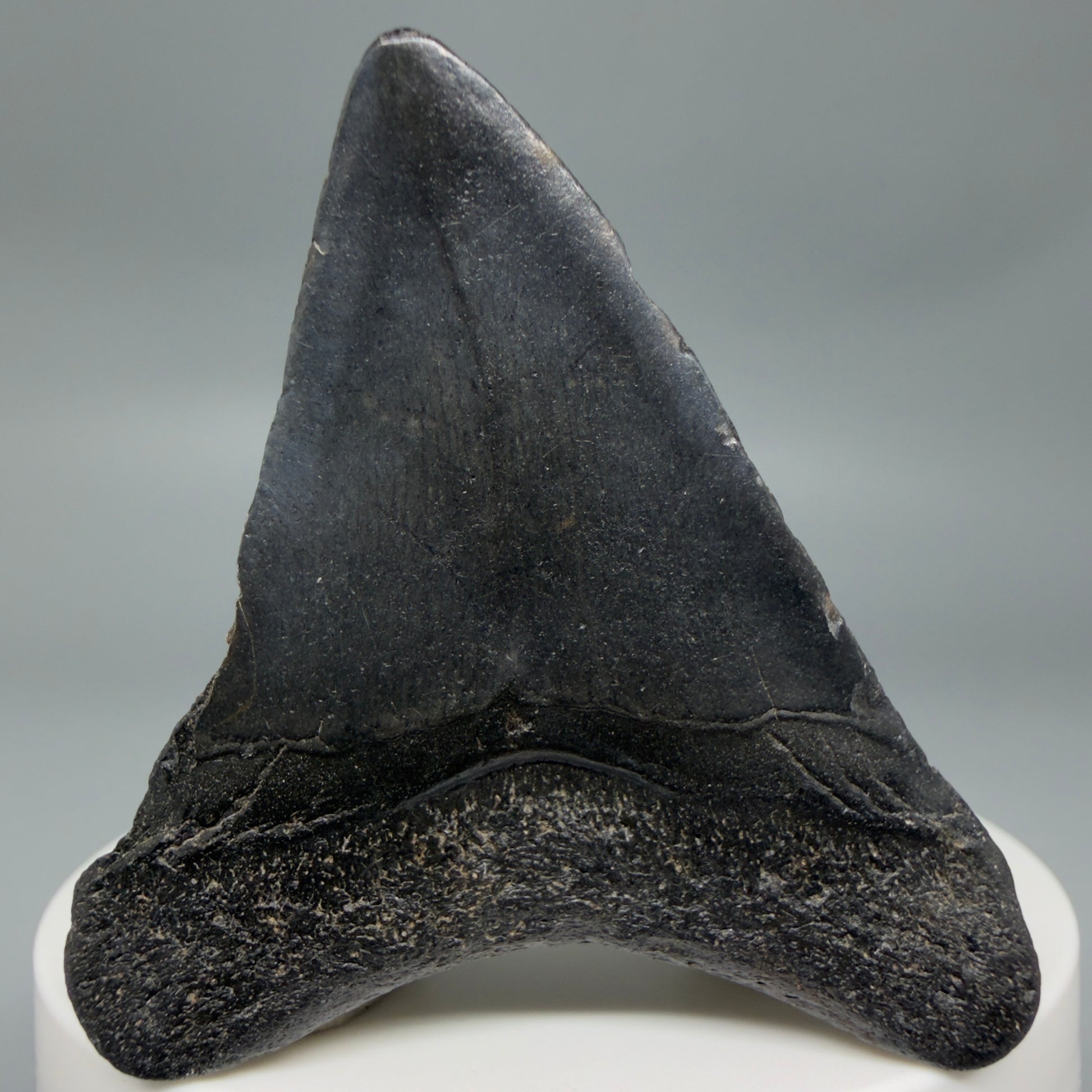 Back View 2.16" Colorful Fossil Megalodon Tooth – South Carolina River Find | Authentic CM6346