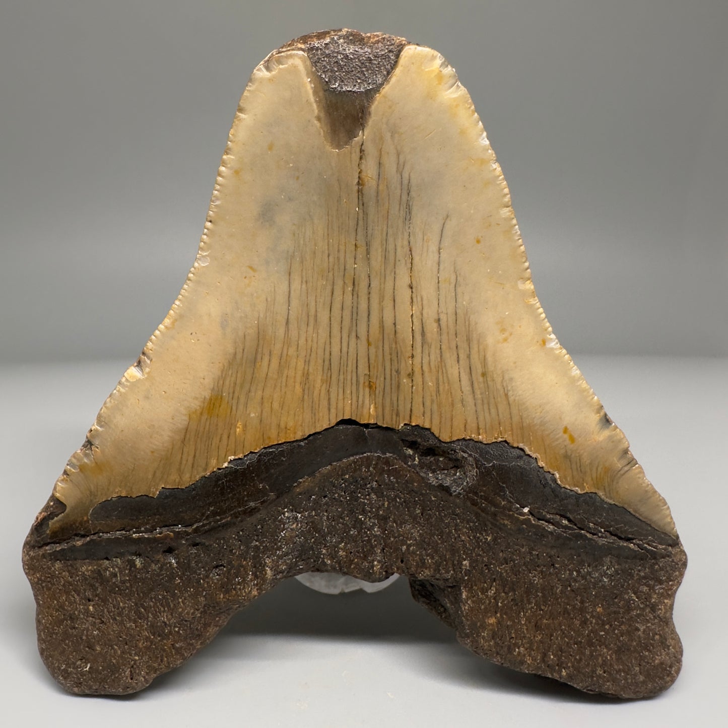 Affordable 4.45" Fossil Megalodon Tooth from North Carolina CM5171 - Back