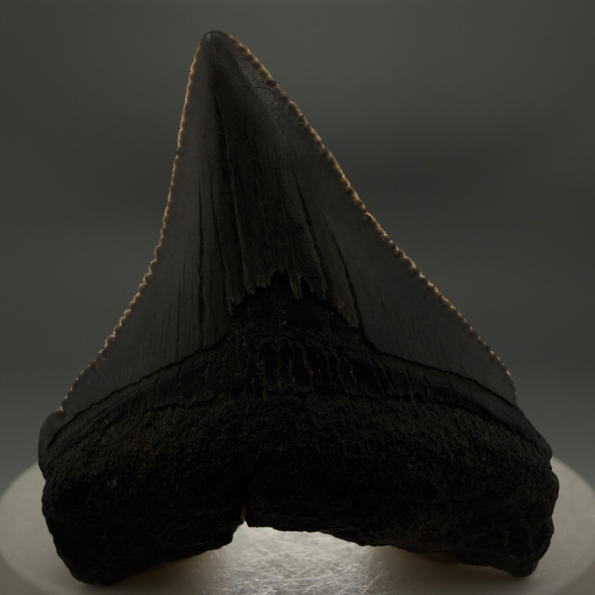 Front View Colorful, serrated 2.00" Colorful Fossil Megalodon Tooth – South Carolina River Find | Authentic CM6345 - 1