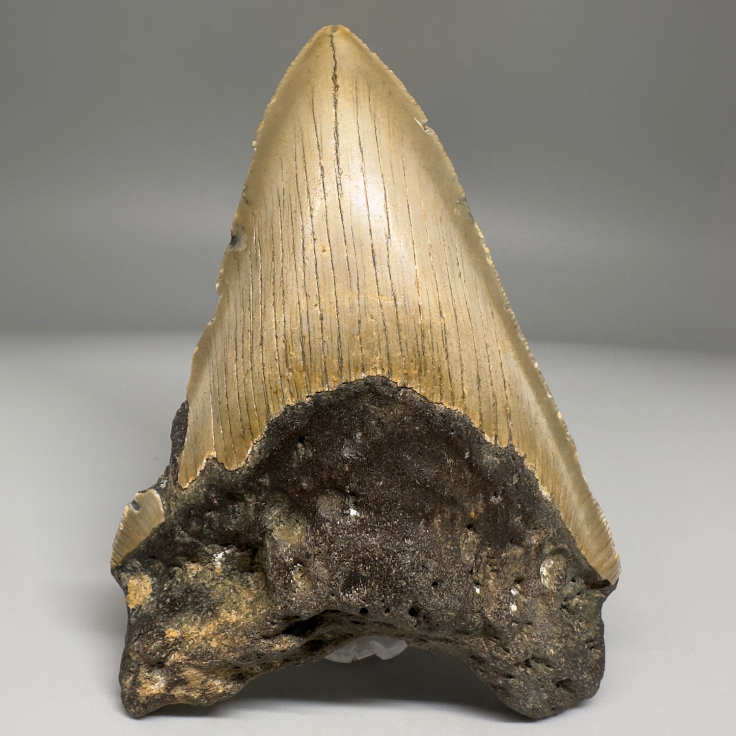 Colorful 4.54" Fossil Megalodon Tooth from North Carolina CM5173 - Front