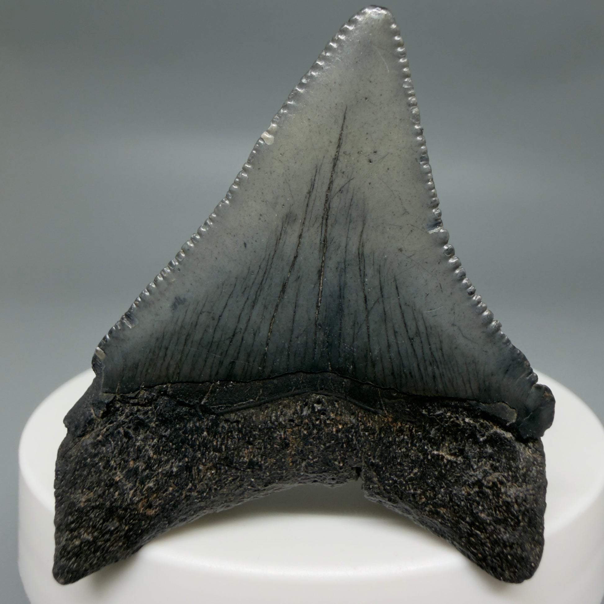 Back View Colorful, serrated 2.00" Colorful Fossil Megalodon Tooth – South Carolina River Find | Authentic CM6345