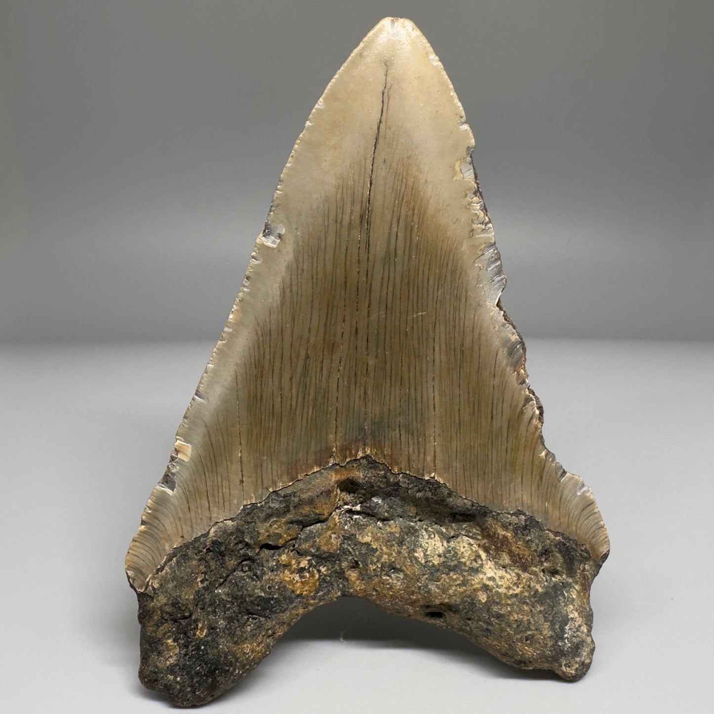 Colorful 4.54" Fossil Megalodon Tooth from North Carolina CM5173 - Back