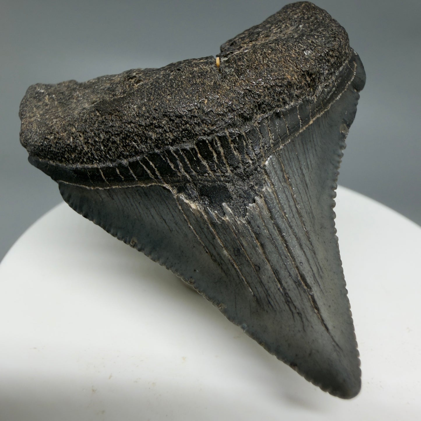 Front Left View Colorful, serrated 2.00" Colorful Fossil Megalodon Tooth – South Carolina River Find | Authentic CM6345