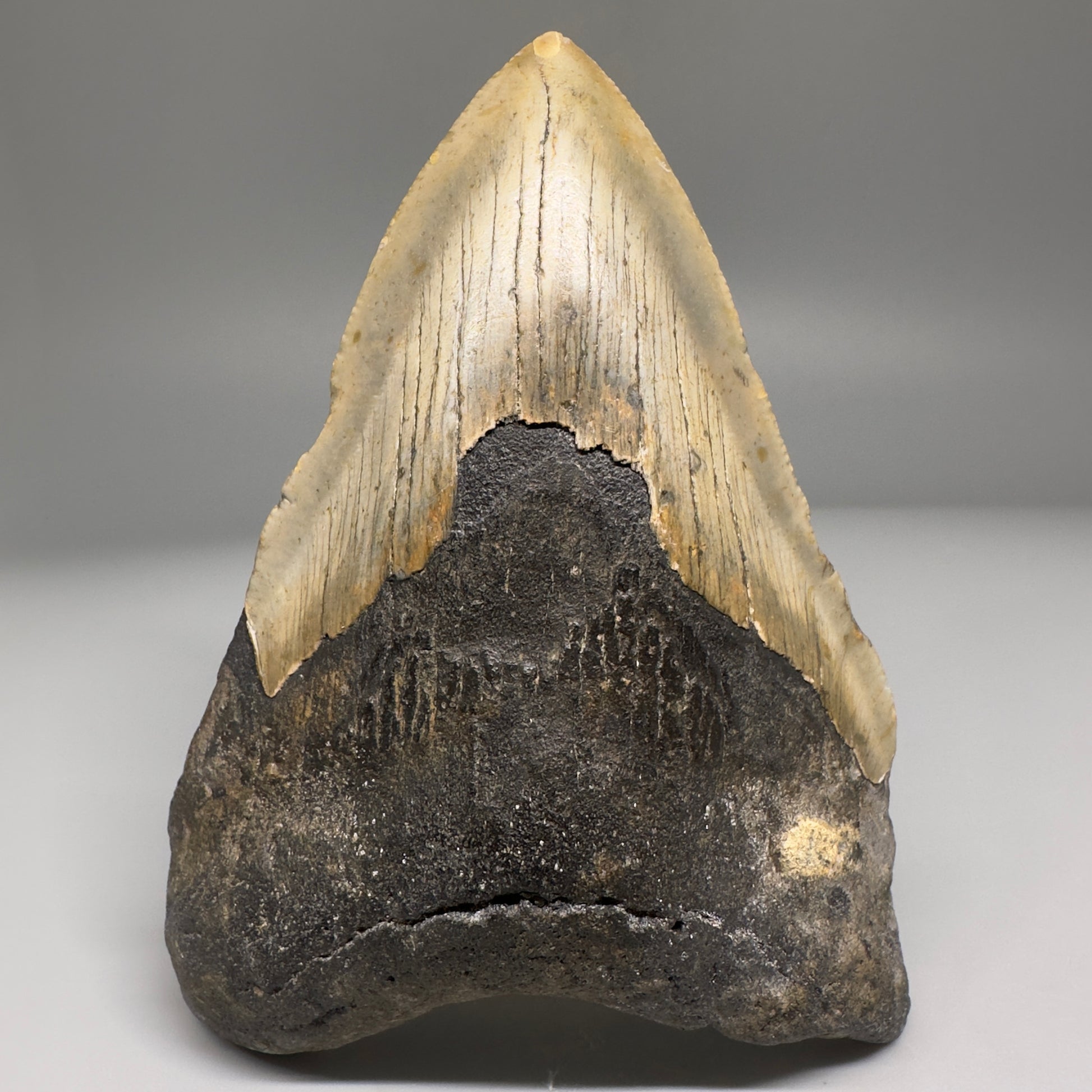Colorful 4.23" Fossil Megalodon Tooth from North Carolina CM5167 - Front