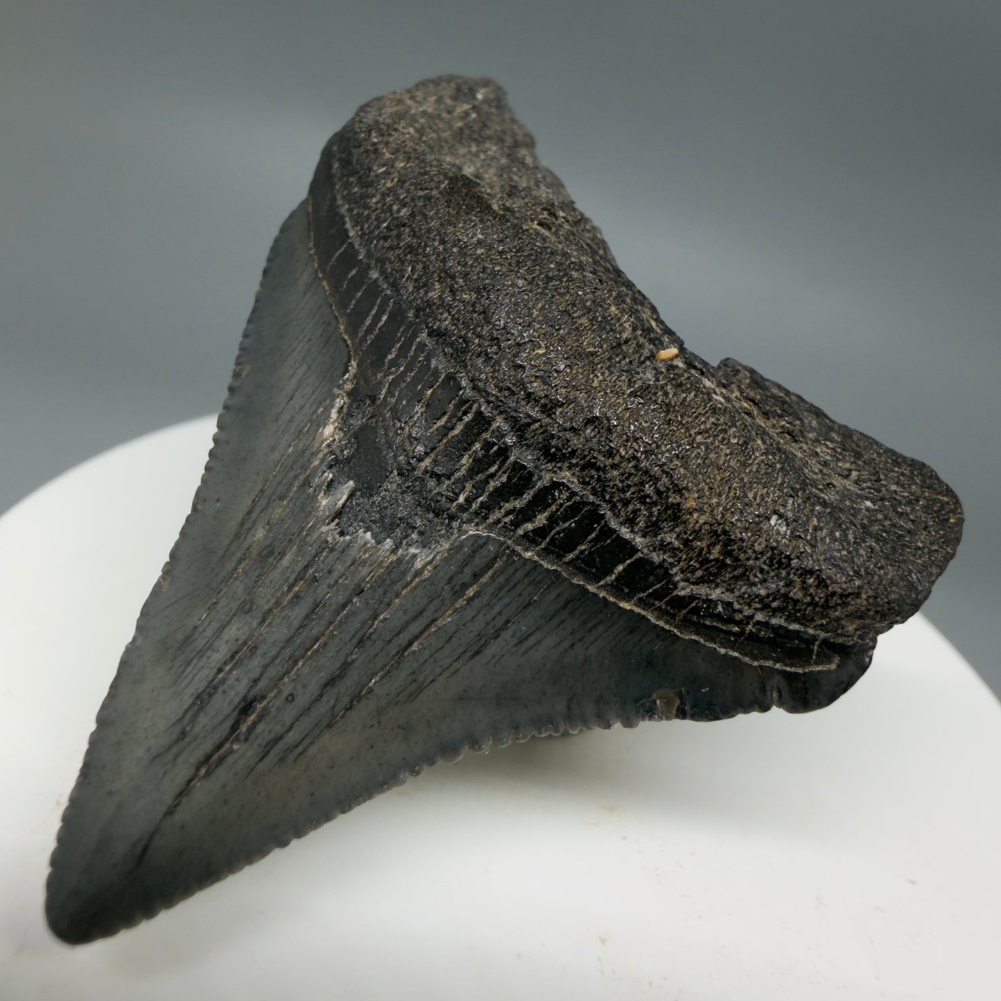 Front Right View Colorful, serrated 2.00" Colorful Fossil Megalodon Tooth – South Carolina River Find | Authentic CM6345