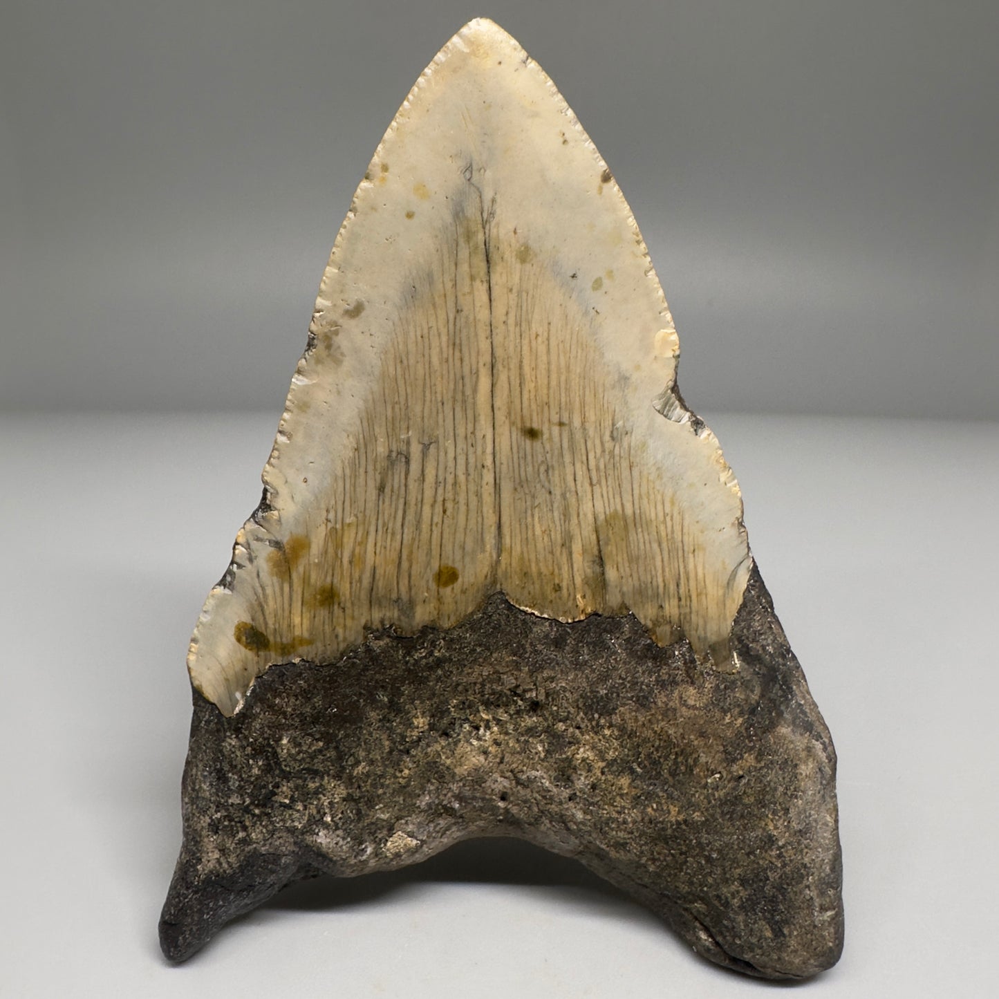 Colorful 4.23" Fossil Megalodon Tooth from North Carolina CM5167 - Back