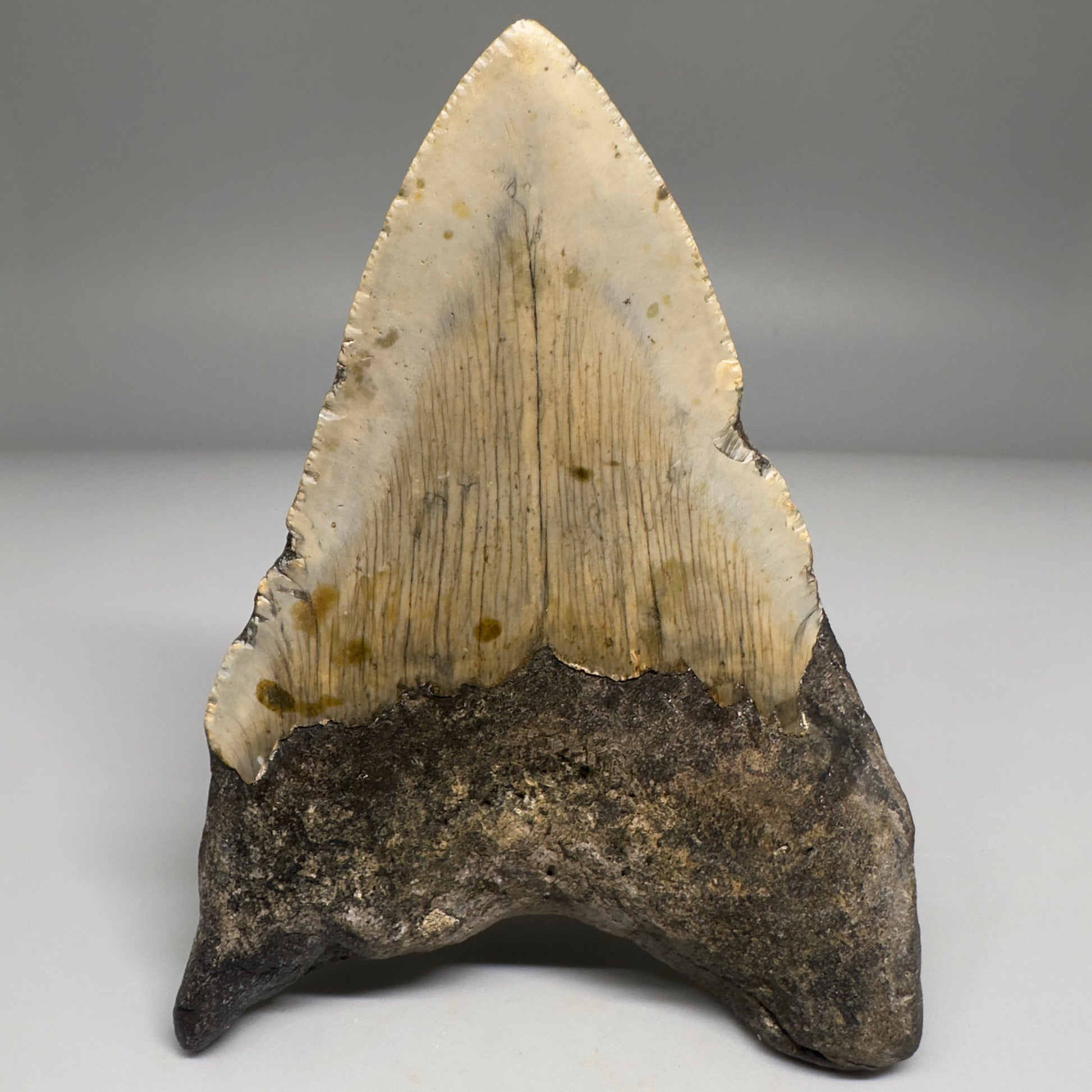 Colorful 4.23" Fossil Megalodon Tooth from North Carolina CM5167 - Back