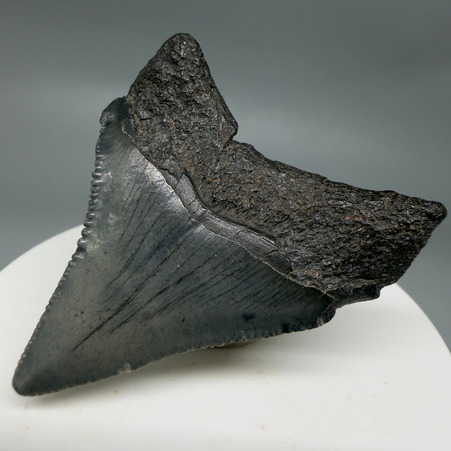Back Right View Colorful, serrated 2.00" Colorful Fossil Megalodon Tooth – South Carolina River Find | Authentic CM6345