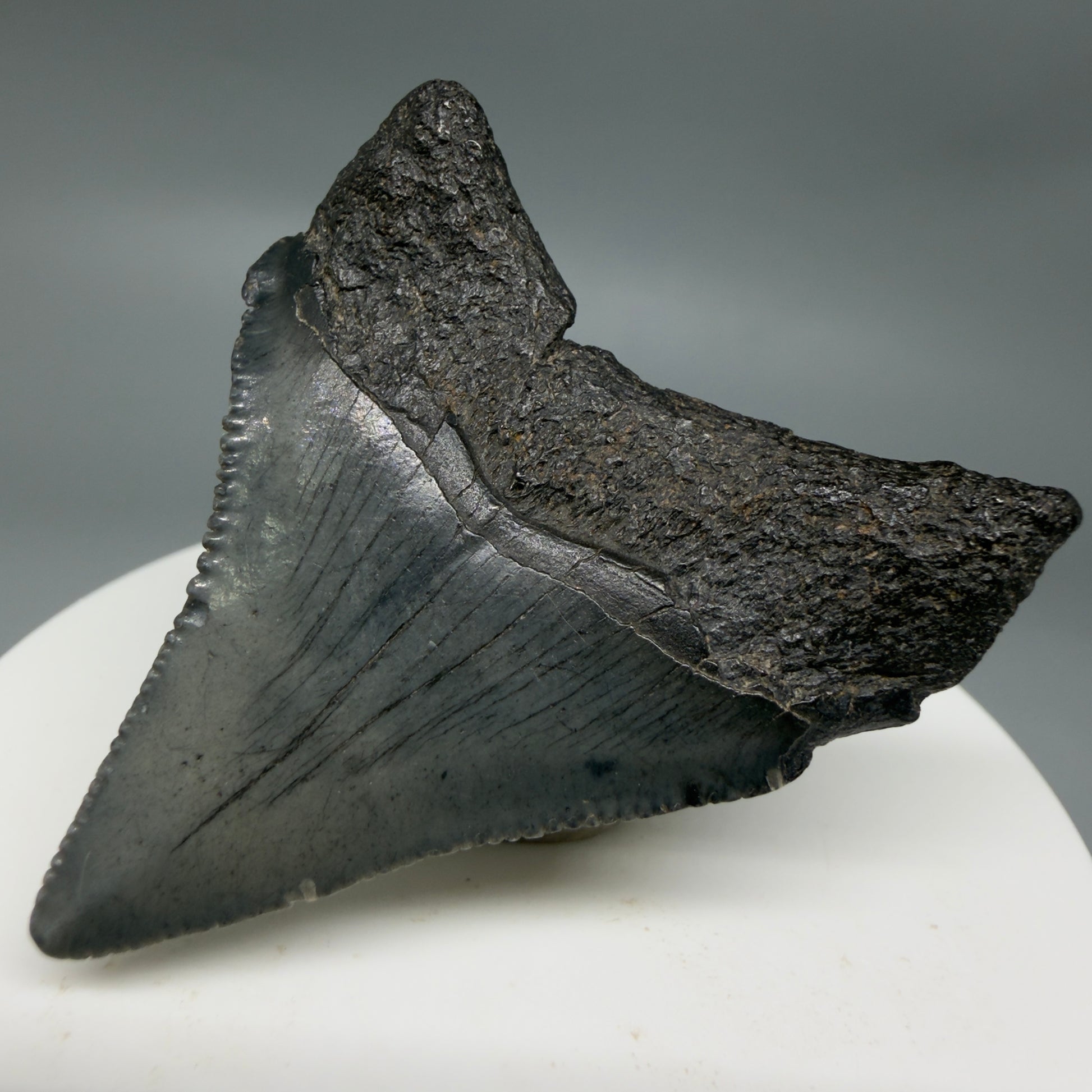 Back Right View Colorful, serrated 2.00" Colorful Fossil Megalodon Tooth – South Carolina River Find | Authentic CM6345