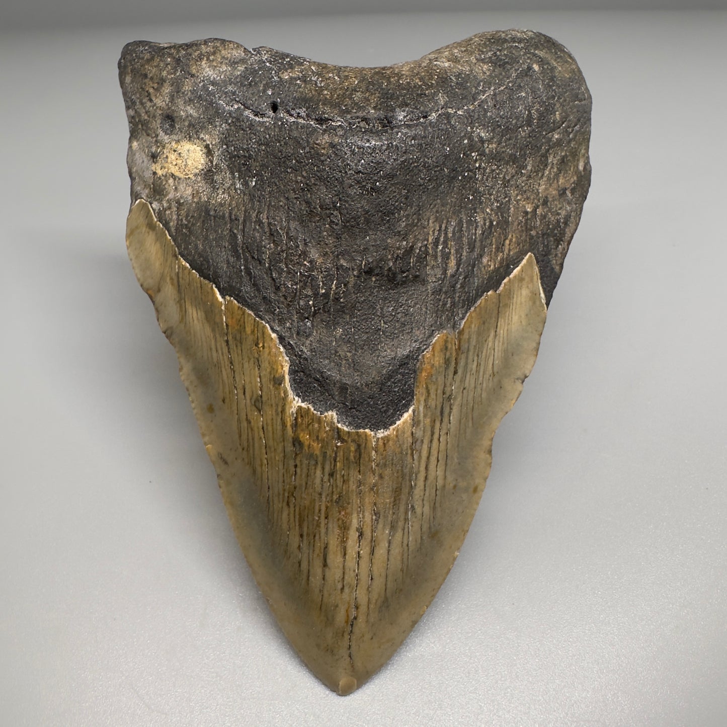 Colorful 4.23" Fossil Megalodon Tooth from North Carolina CM5167 - Front1