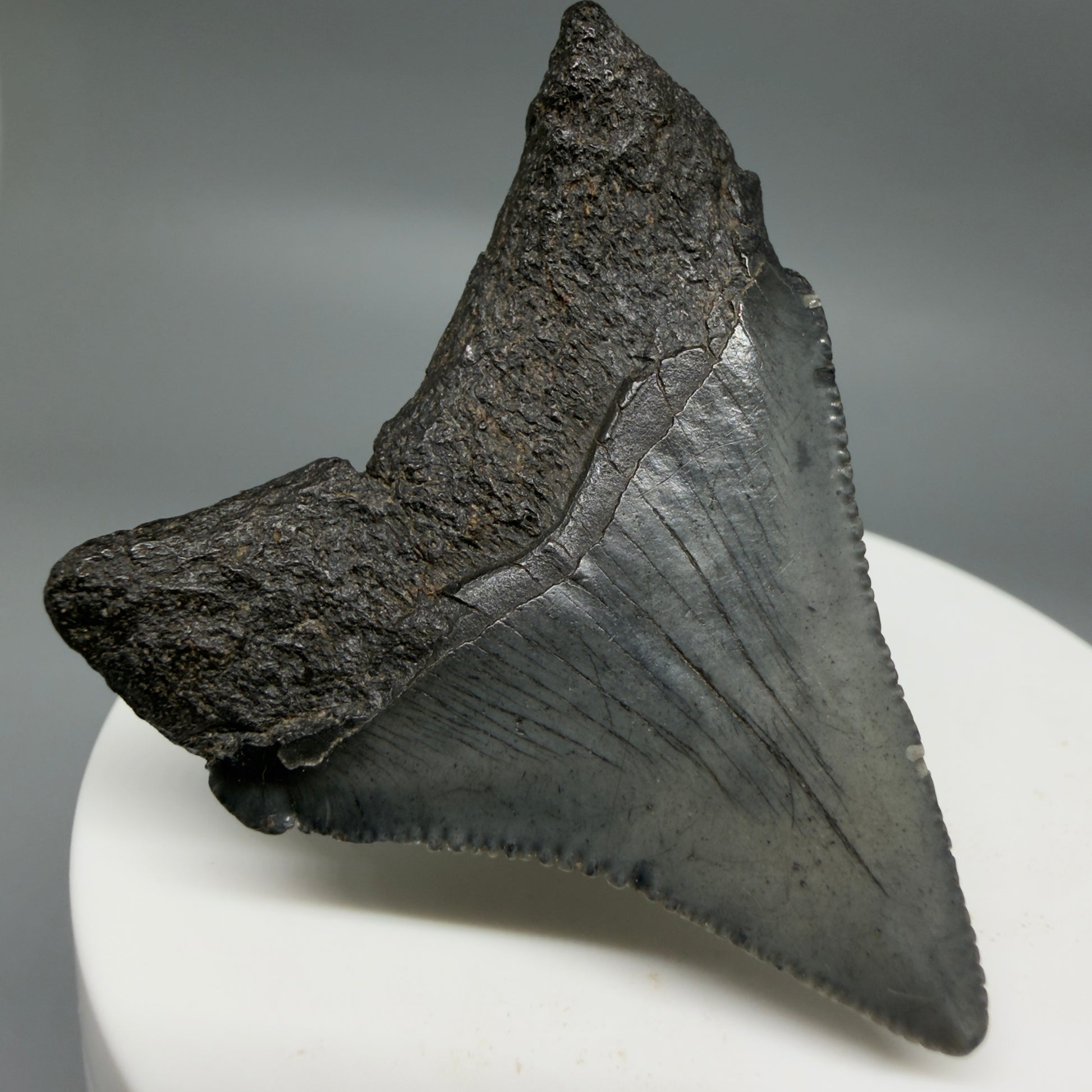 Back Left View Colorful, serrated 2.00" Colorful Fossil Megalodon Tooth – South Carolina River Find | Authentic CM6345