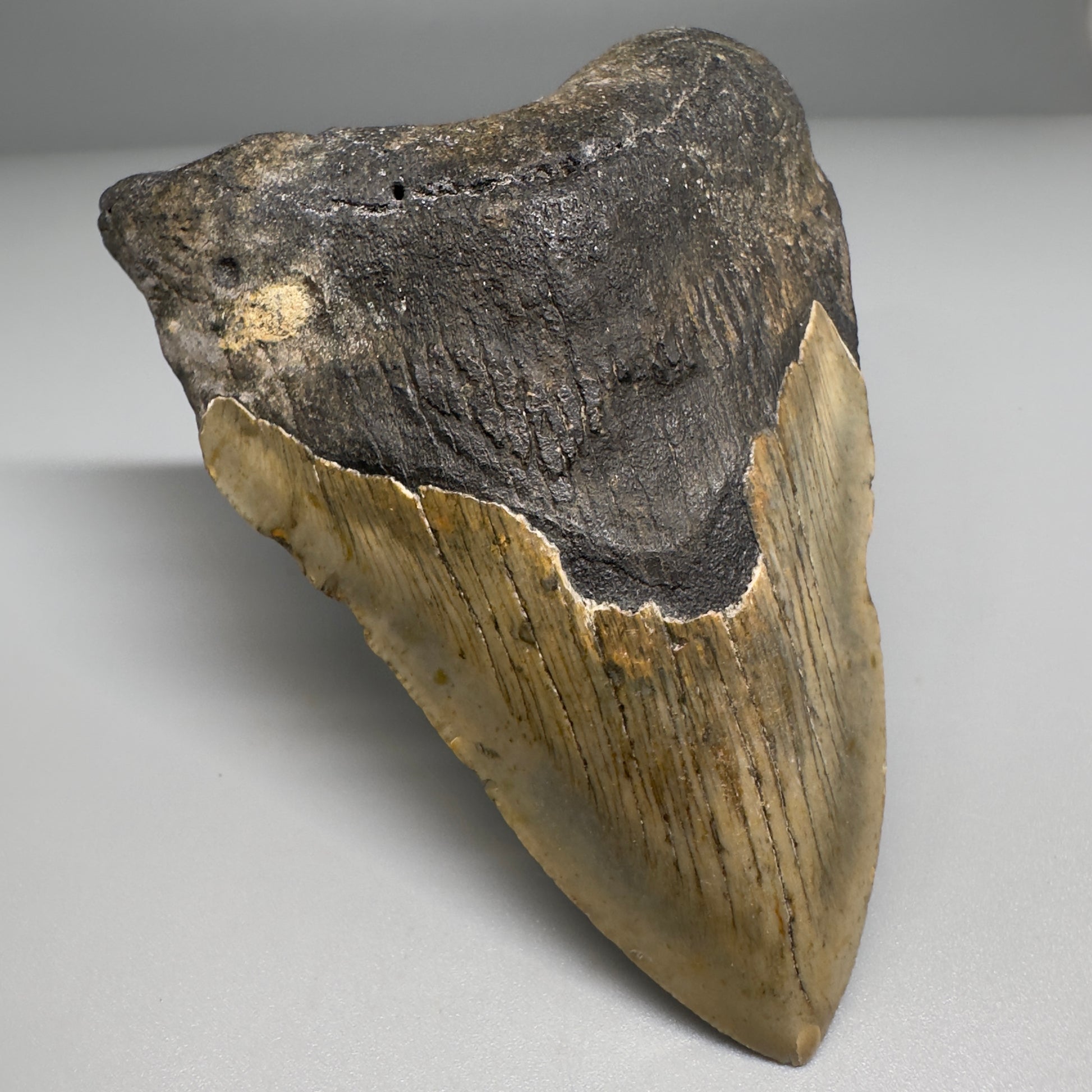 Colorful 4.23" Fossil Megalodon Tooth from North Carolina CM5167 - Front Left