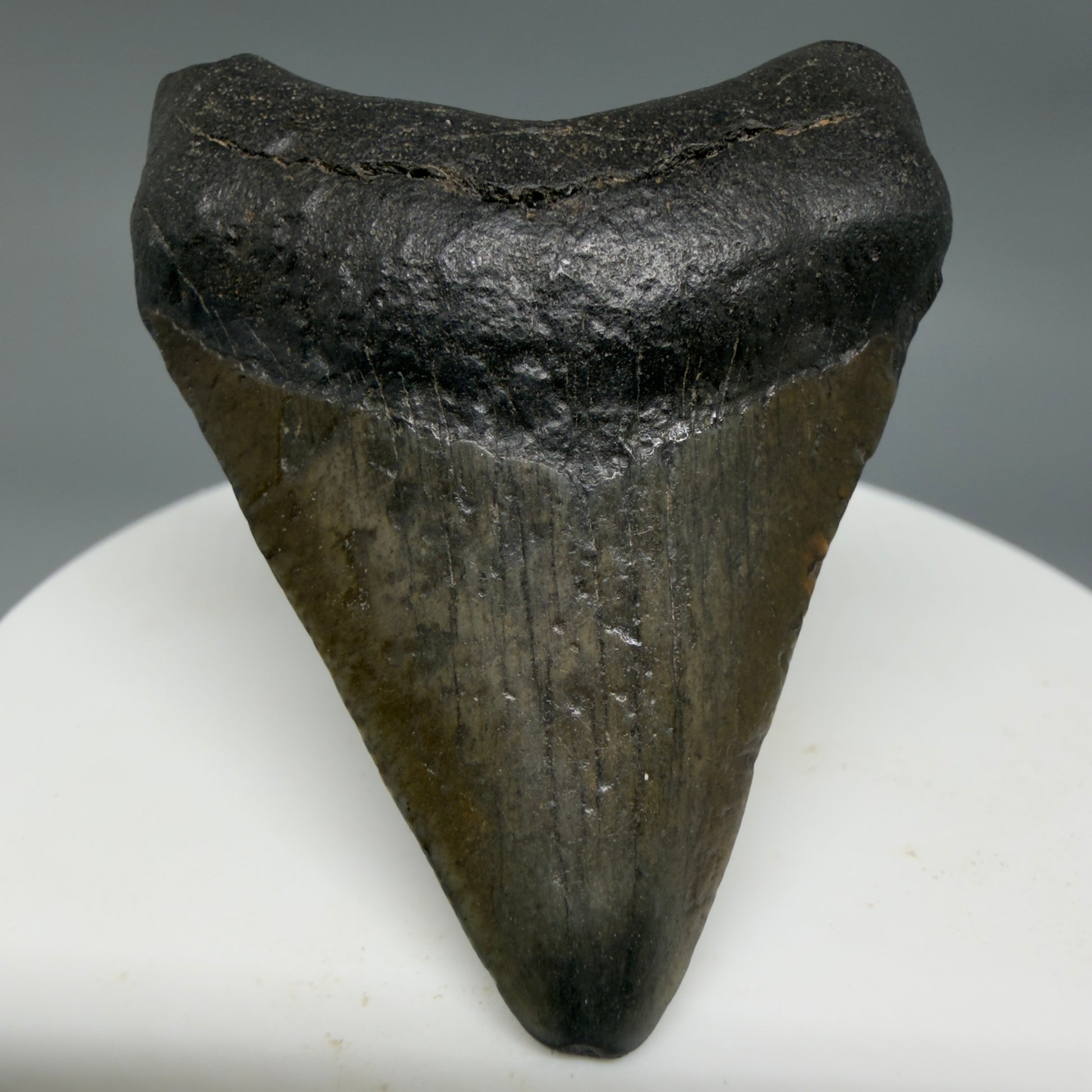 Front View 1.93" Colorful Fossil Megalodon Tooth – South Carolina River Find | Authentic CM6344 - 1