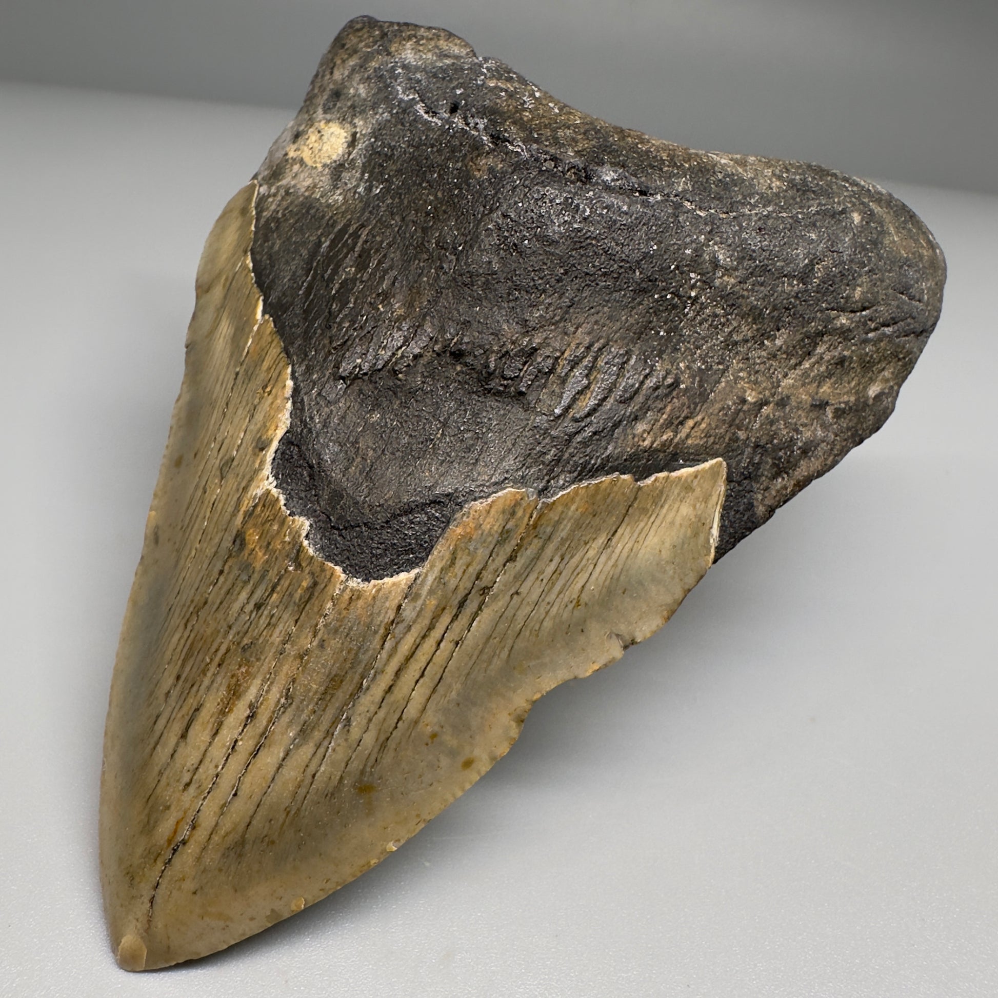 Colorful 4.23" Fossil Megalodon Tooth from North Carolina CM5167 - Front Right