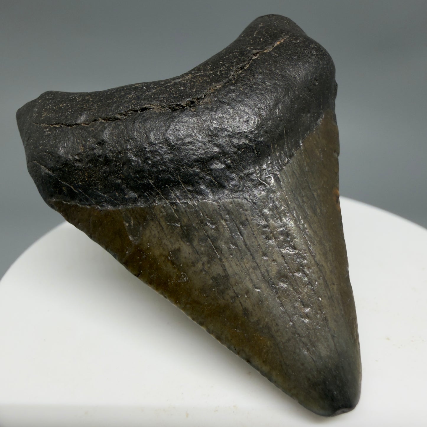 Front Left View 1.93" Colorful Fossil Megalodon Tooth – South Carolina River Find | Authentic CM6344