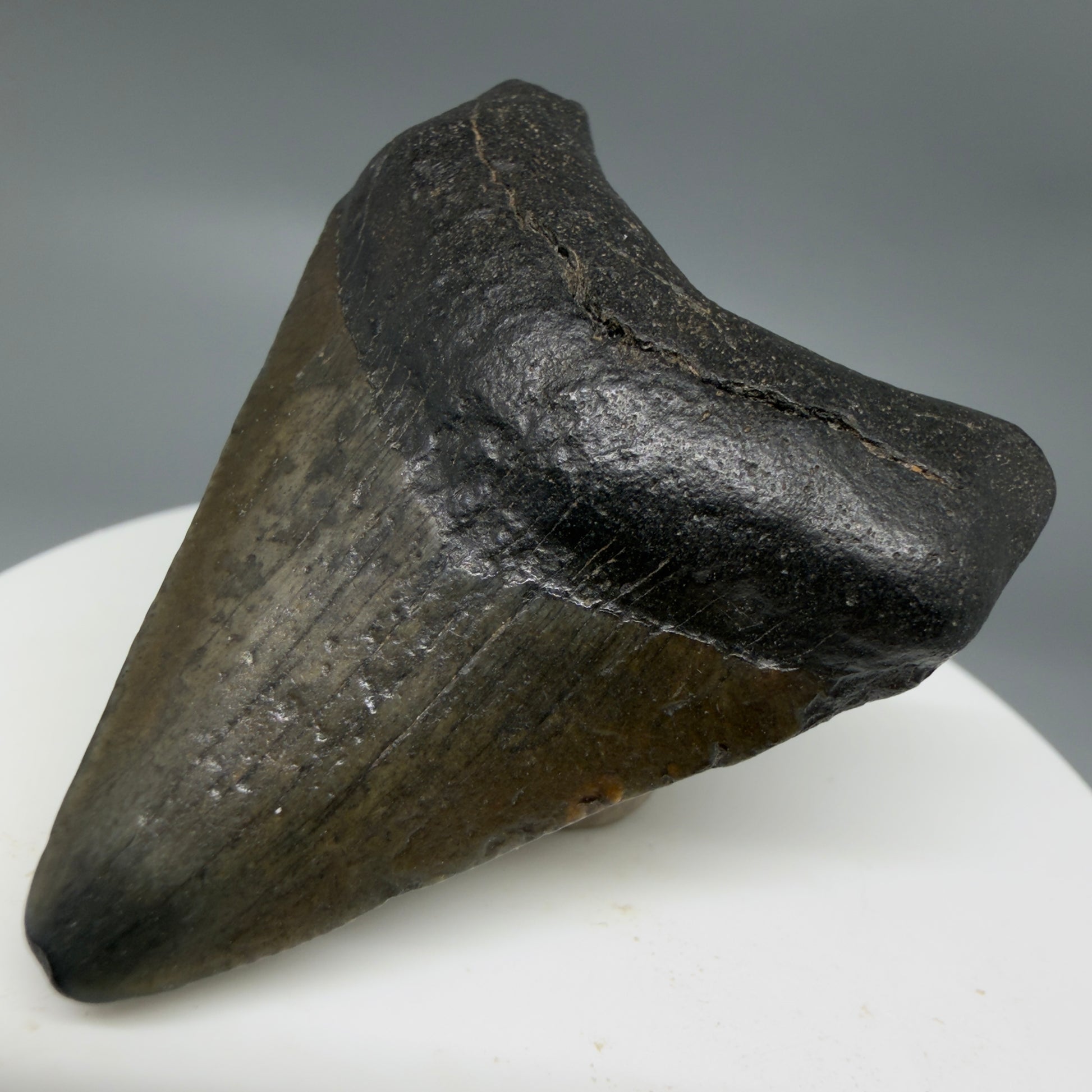 Front Right View 1.93" Colorful Fossil Megalodon Tooth – South Carolina River Find | Authentic CM6344