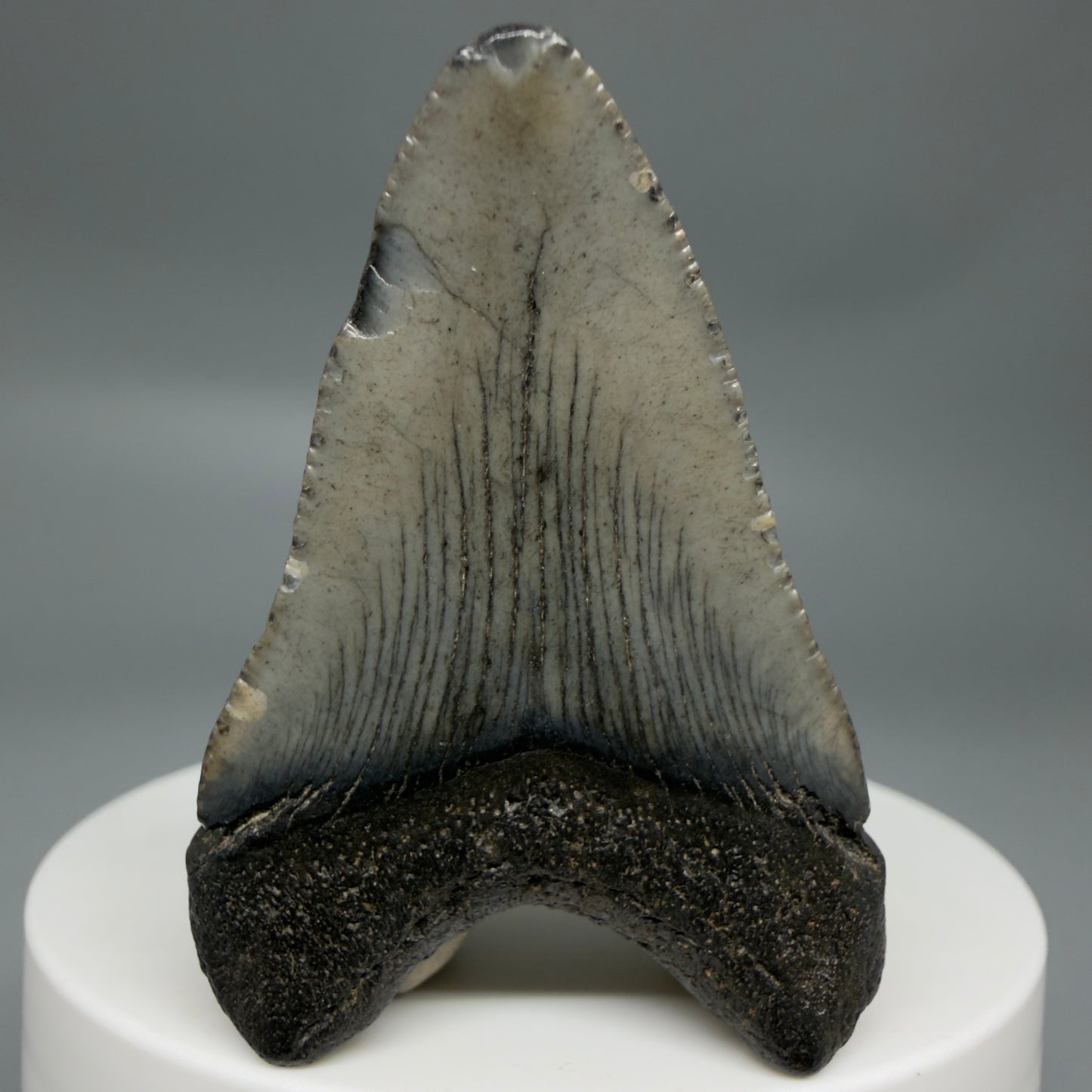 Back View Baby 1.95" Colorful Fossil Megalodon Tooth – South Carolina River Find | Authentic Megalodon Tooth CM6343