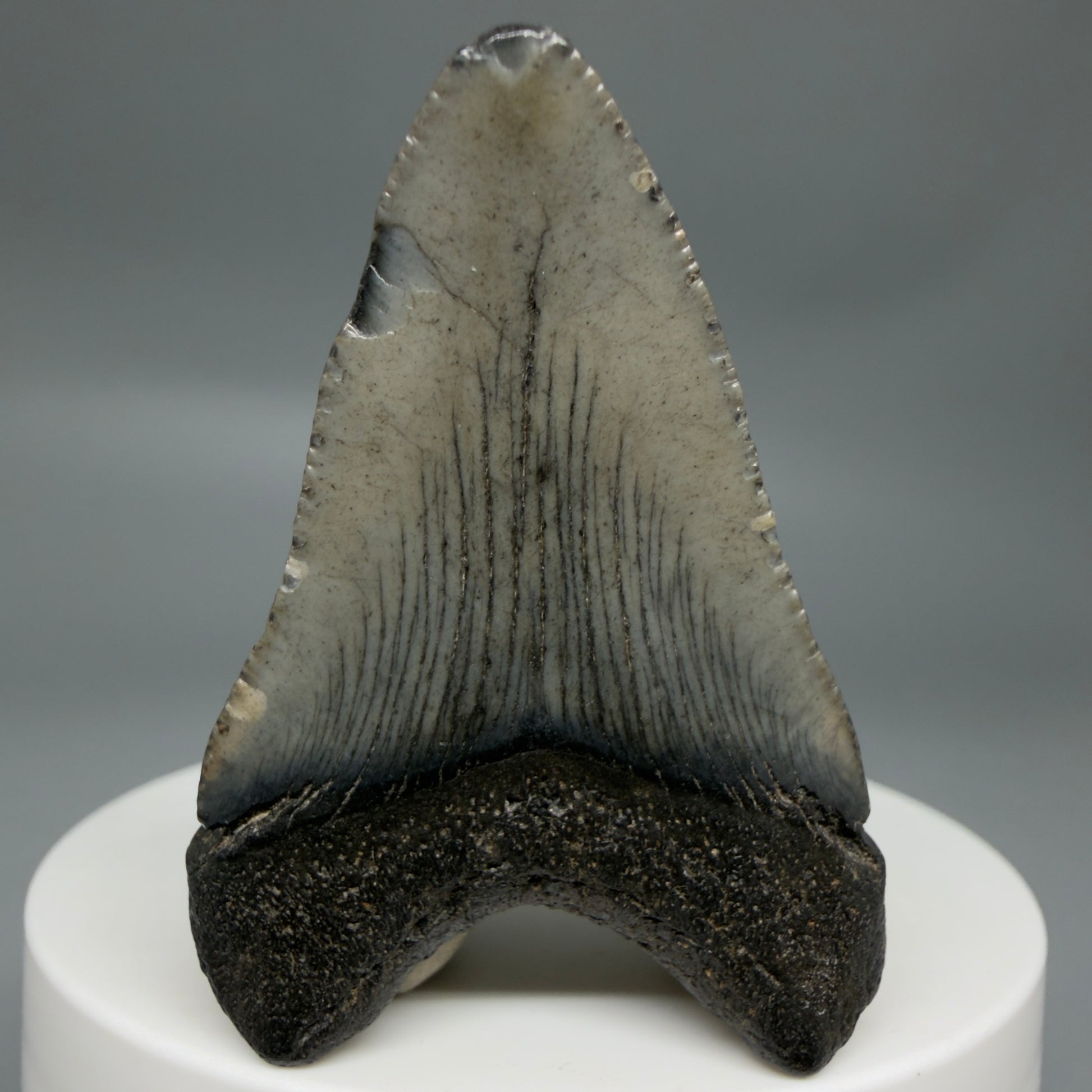 Back View Baby 1.95" Colorful Fossil Megalodon Tooth – South Carolina River Find | Authentic Megalodon Tooth CM6343