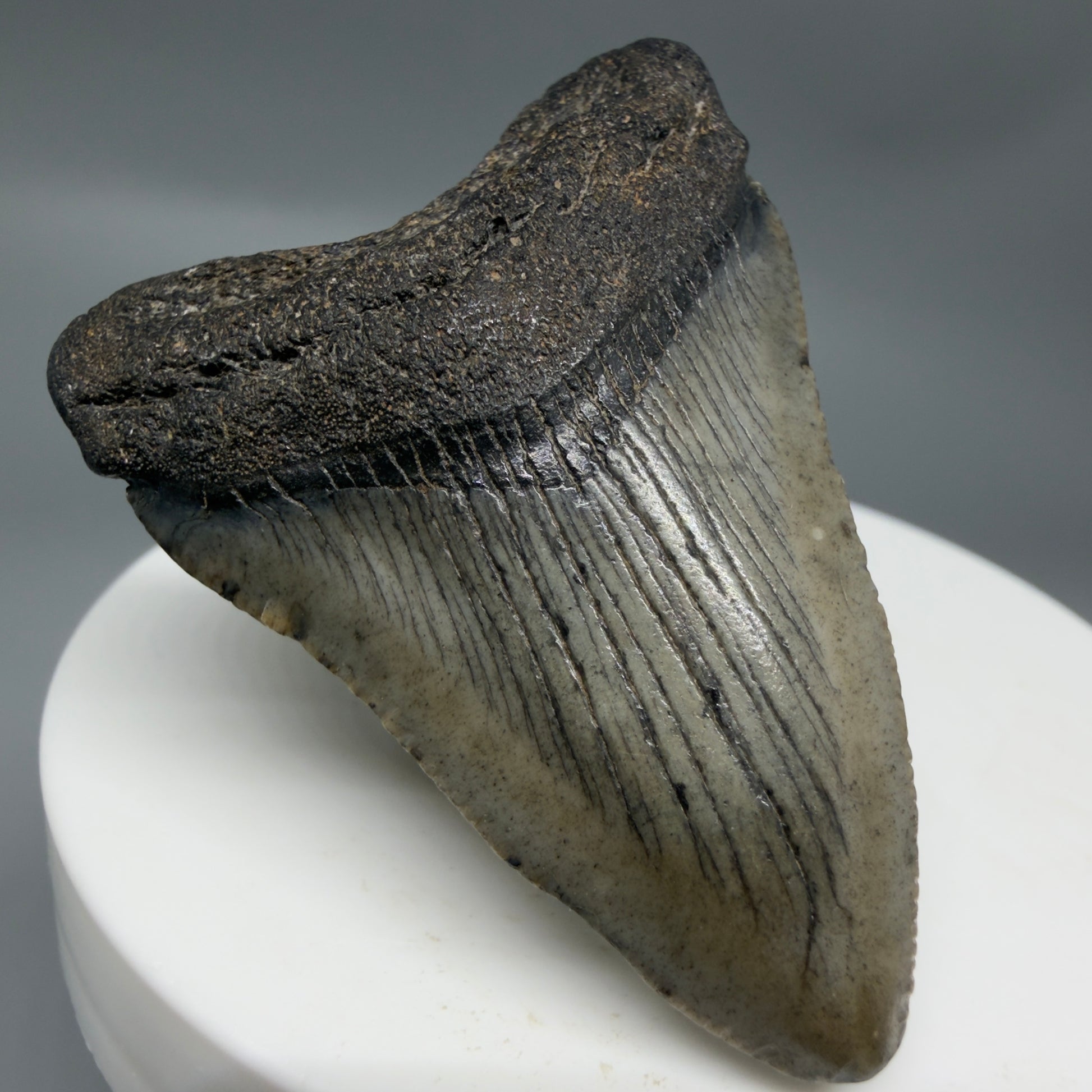 Front Left View Baby 1.95" Colorful Fossil Megalodon Tooth – South Carolina River Find | Authentic Megalodon Tooth CM6343